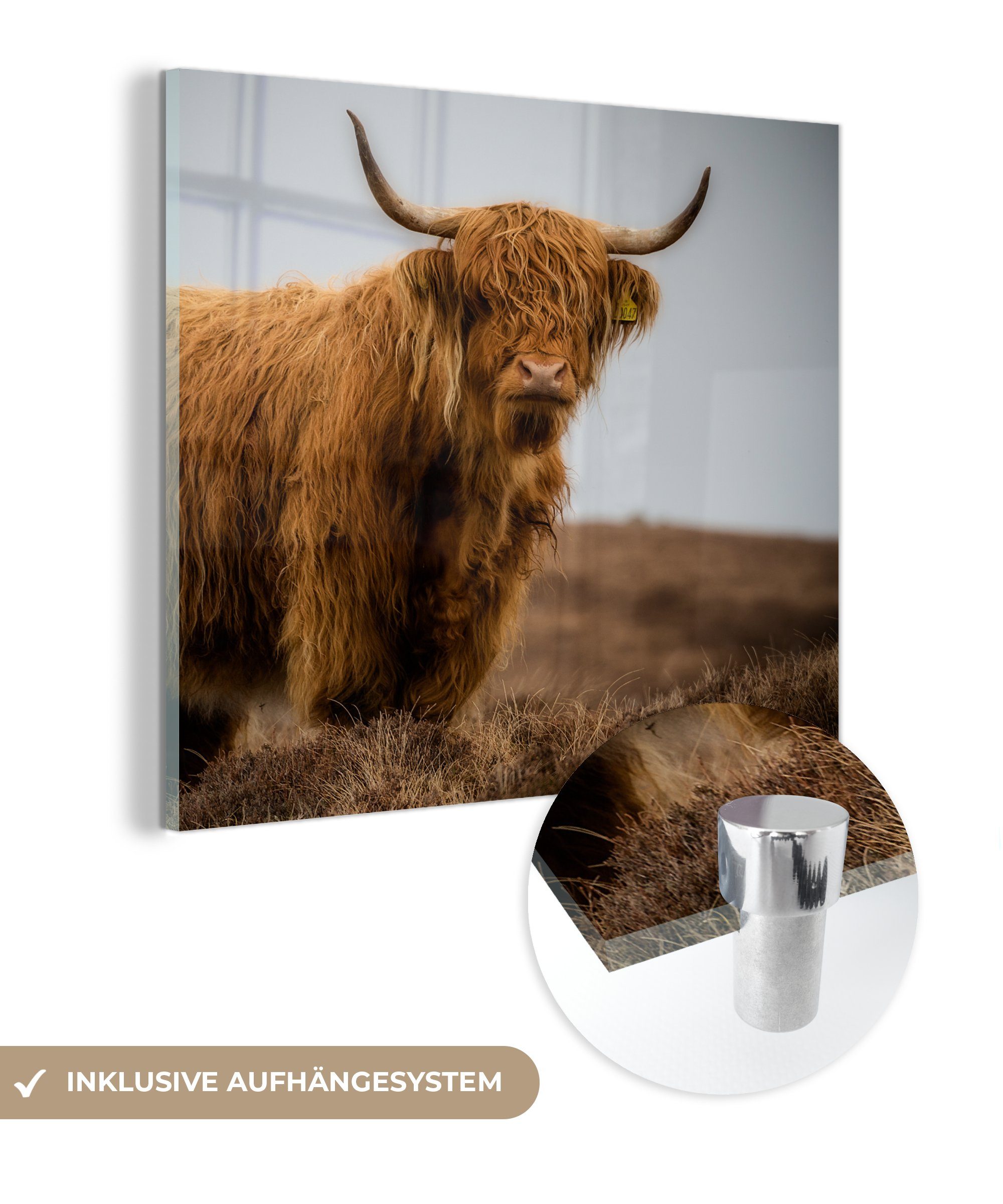 MuchoWow Acrylglasbild Schottischer Highlander - Düne - Gras, (1 St), Dekorative Bild für Küche & Wohnzimmer auf Glas