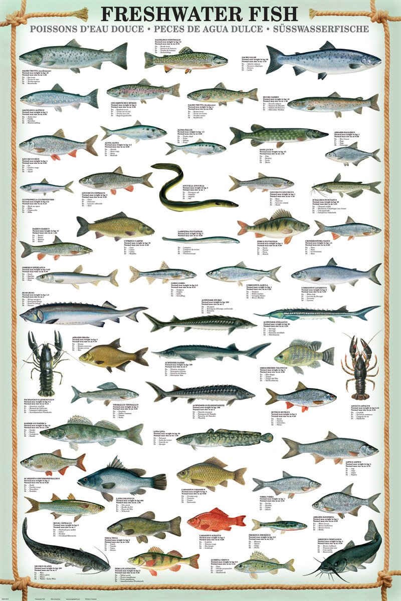 empireposter Poster Maxi-Poster Süsswasserfische