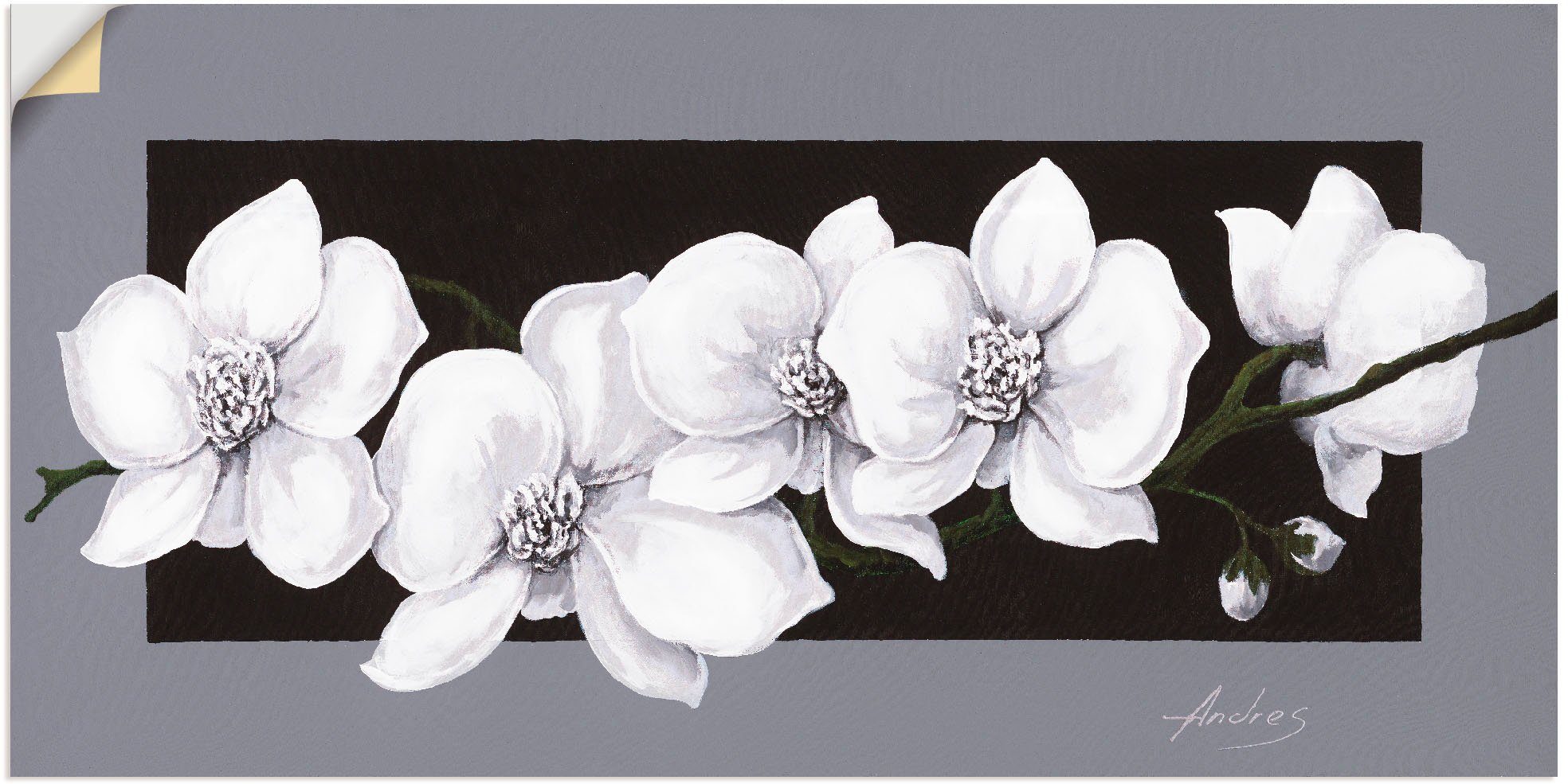 Artland Wandbild Weiße Orchideen auf grau, Blumen (1 St), als Alubild, Outdoorbild, Leinwandbild, Poster, Wandaufkleber