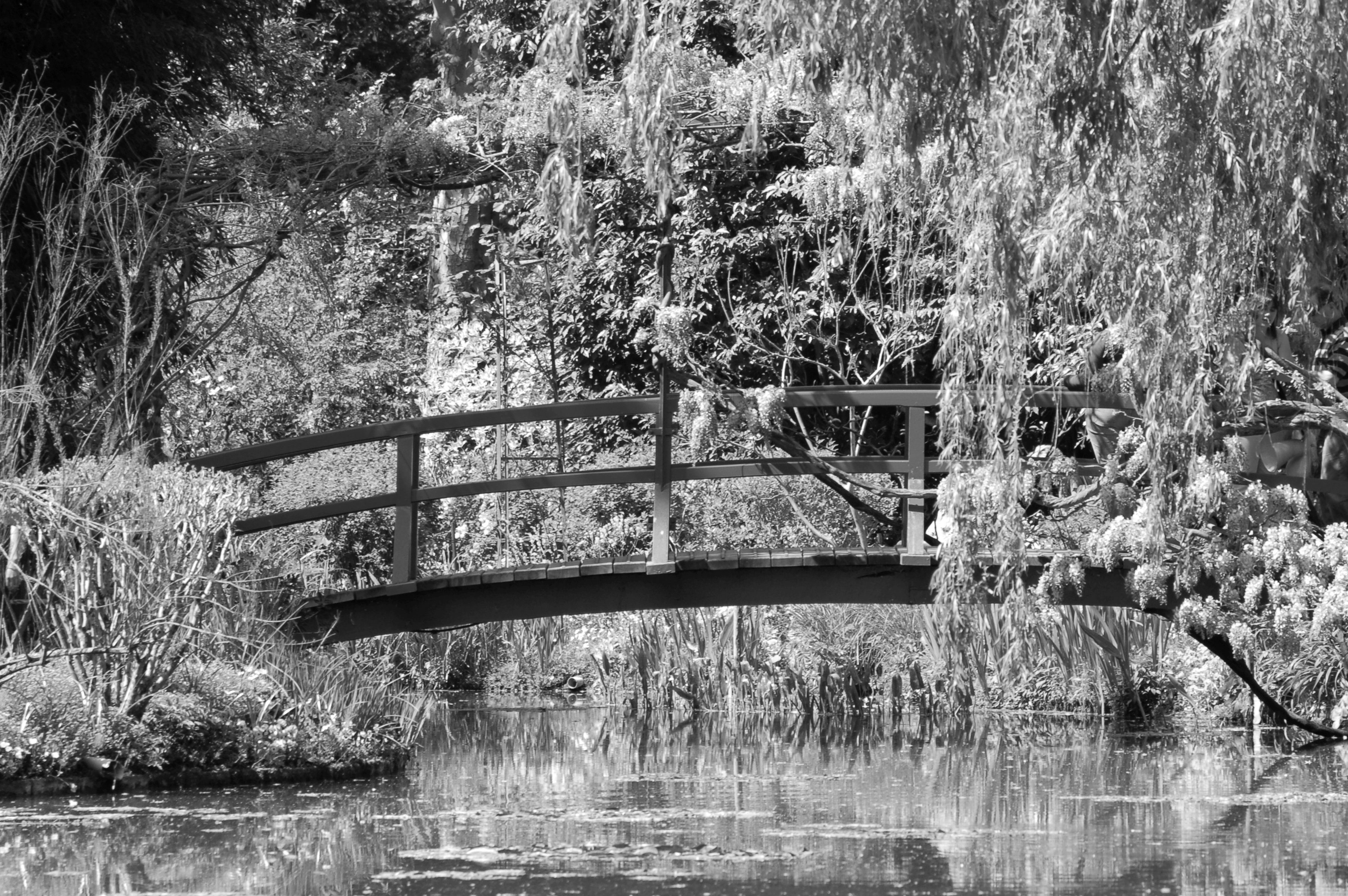 Fototapete Garten Schwarz & Weiß