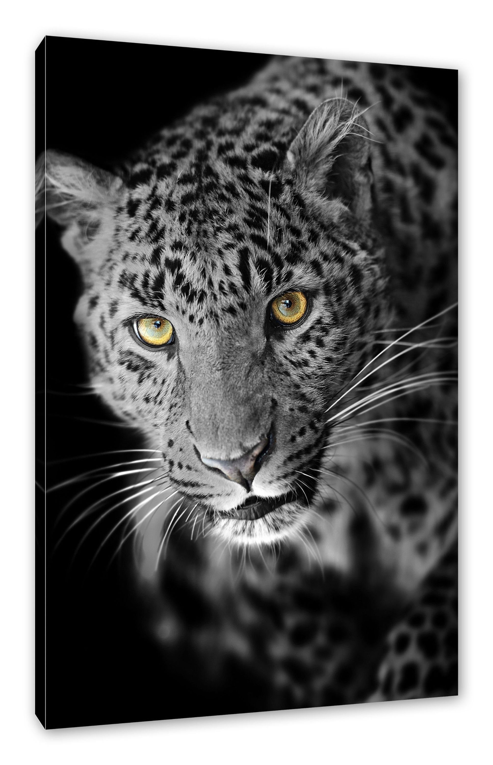 Pixxprint Leinwandbild prächtig anmutiger Leopard, St), Leopard Zackenaufhänger prächtig inkl. bespannt, anmutiger fertig (1 Leinwandbild