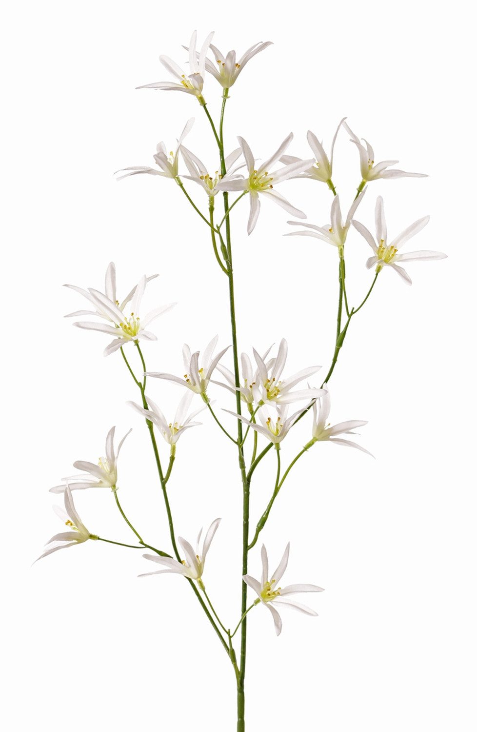 Kunstzweig Textilblume Tweedia solanoides Pallas, weiß, 75cm, Ø5cm Tweedia, artplants, Höhe 70.0 cm