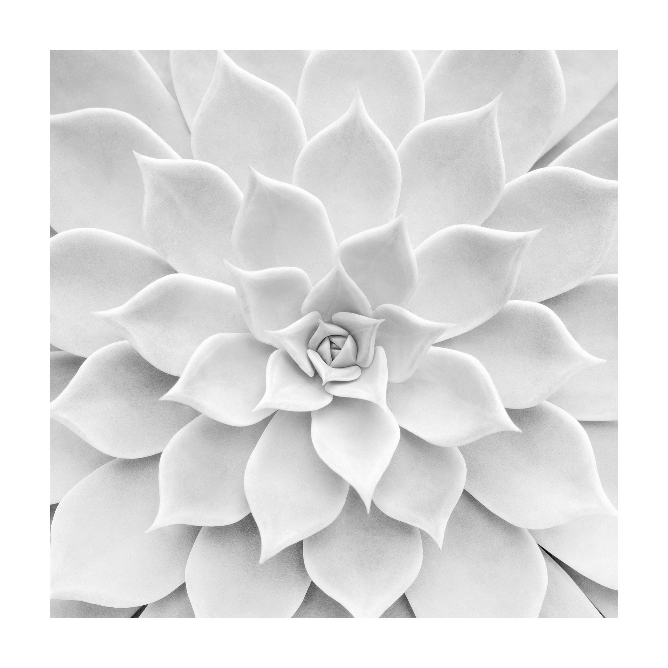 Bilderdepot24 Teppich Vinyl Wohnzimmer Schlafzimmer Flur Küche Blumen modern, quadratisch - schwarz weiß glatt, nass wischbar (Küche, Tierhaare) - Saugroboter & Bodenheizung geeignet