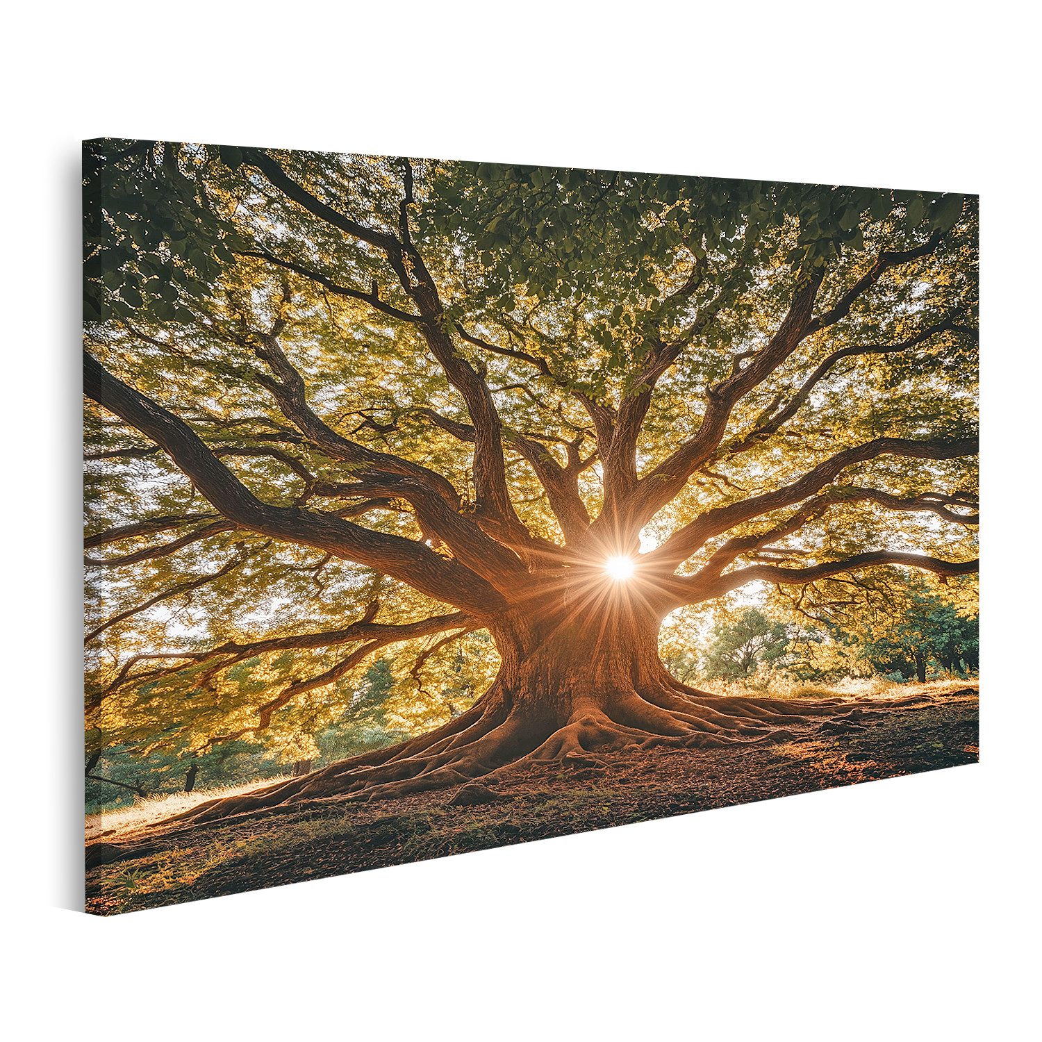 islandburner Leinwandbild, Mächtiger Baum mit Sonnenstrahlen günstig online kaufen