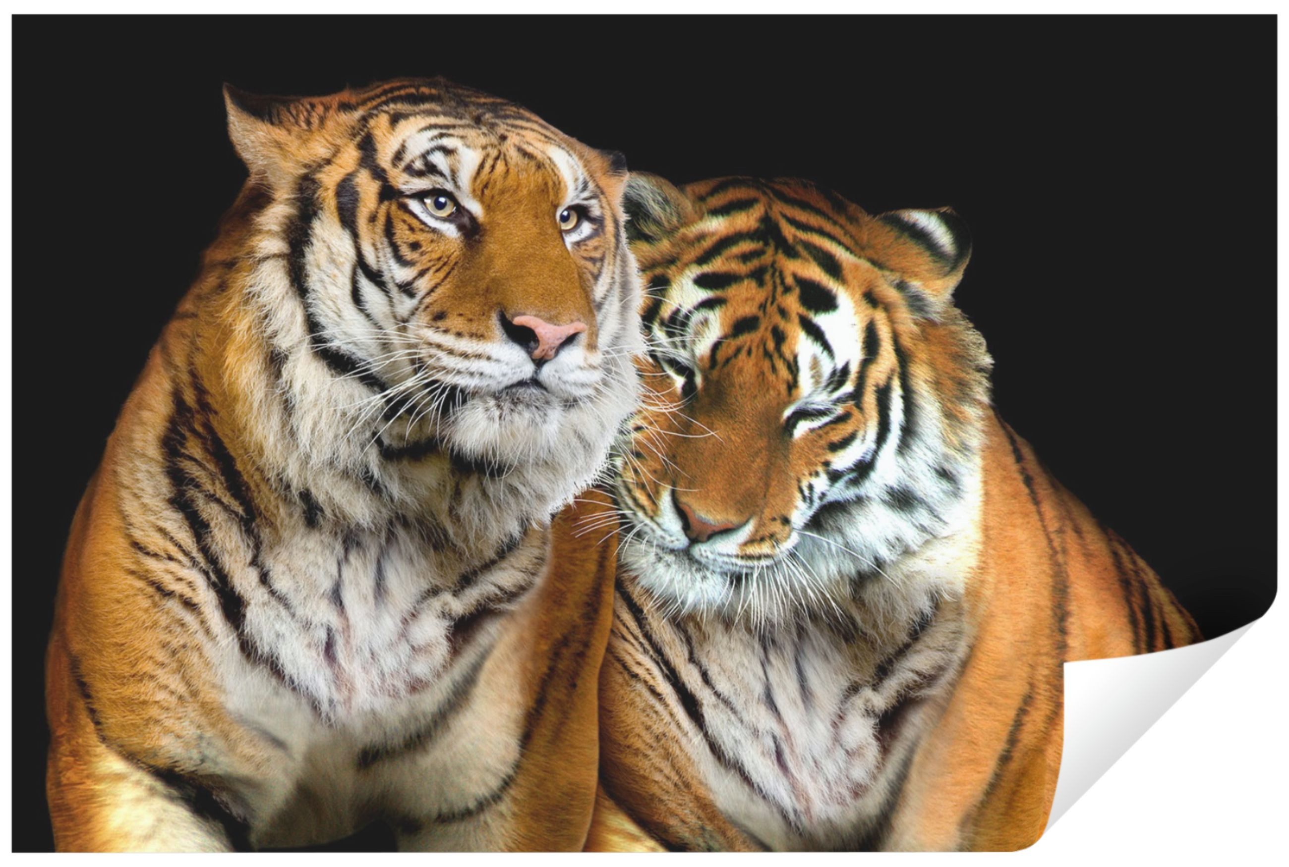 Wallarena Fototapete Tiger Tiere Natur Katze Wohnzimmer oder Schlafzimmer, günstig online kaufen