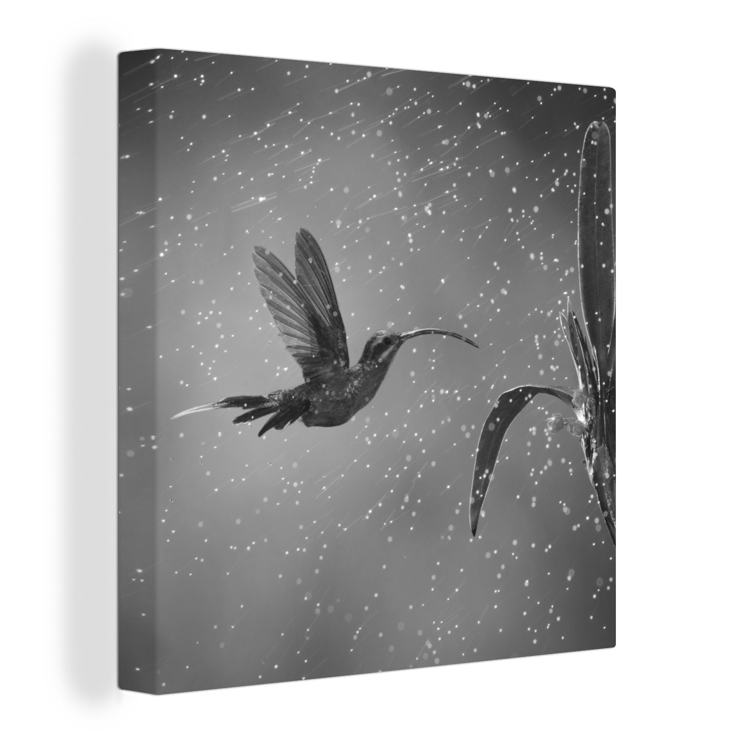 OneMillionCanvasses® Leinwandbild Kolibri im Regen in der Natur von Costa Rica in schwarz und weiß, (1 St), Leinwand Bilder für Wohnzimmer Schlafzimmer