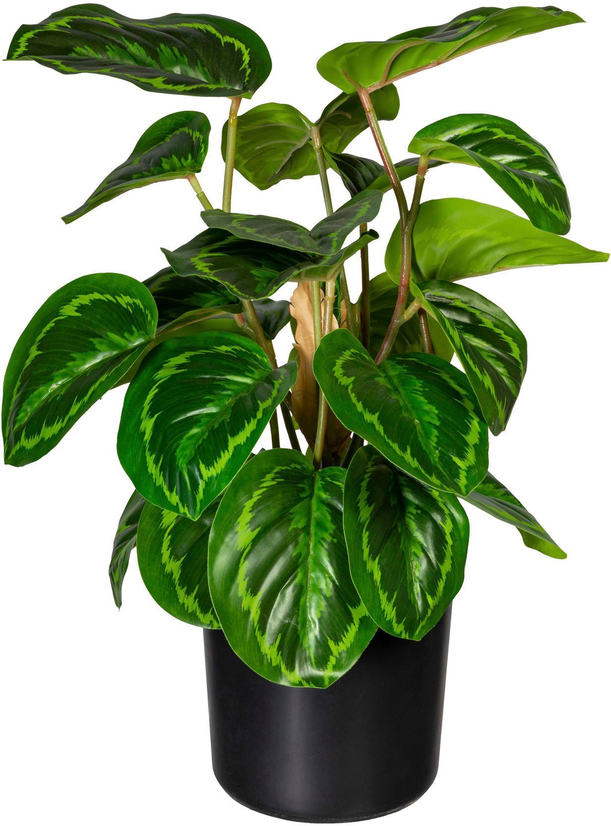 Künstliche Zimmerpflanze Maranta Maranta, Creativ green, günstig online kaufen