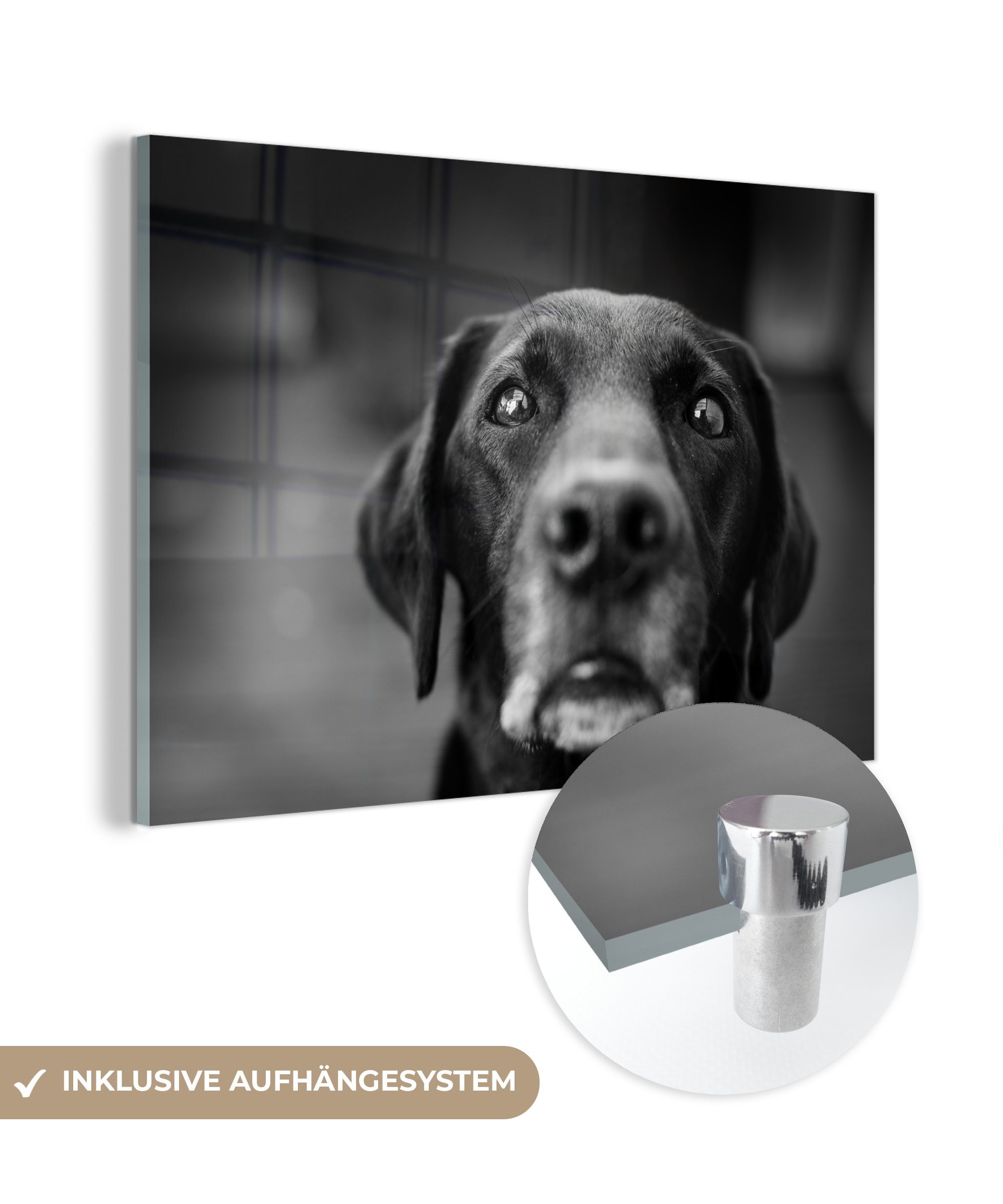 MuchoWow Acrylglasbild Tierprofil Labrador Hund in schwarz und weiß, (1 St), Acrylglasbilder Wohnzimmer & Schlafzimmer