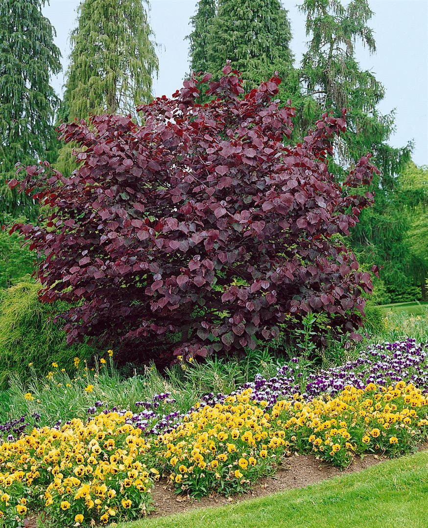 Pflanzen für Dich Gehölze Cercis can. Forest Pansy, 1 St., Kanadischer Judasbaum
