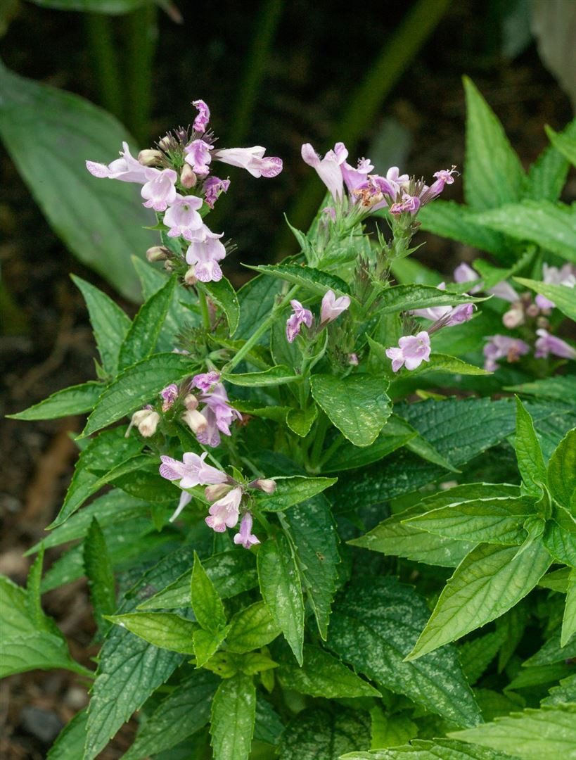Pflanzen für Dich Staude Nepeta subsessilis, 1 St., Japanische Katzenminze