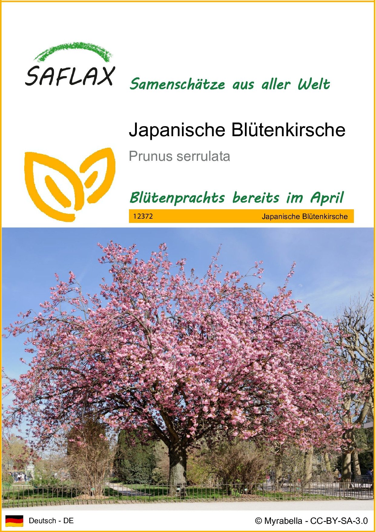 Blumensamen SAFLAX - Samen - Japanische Blütenkirsche
