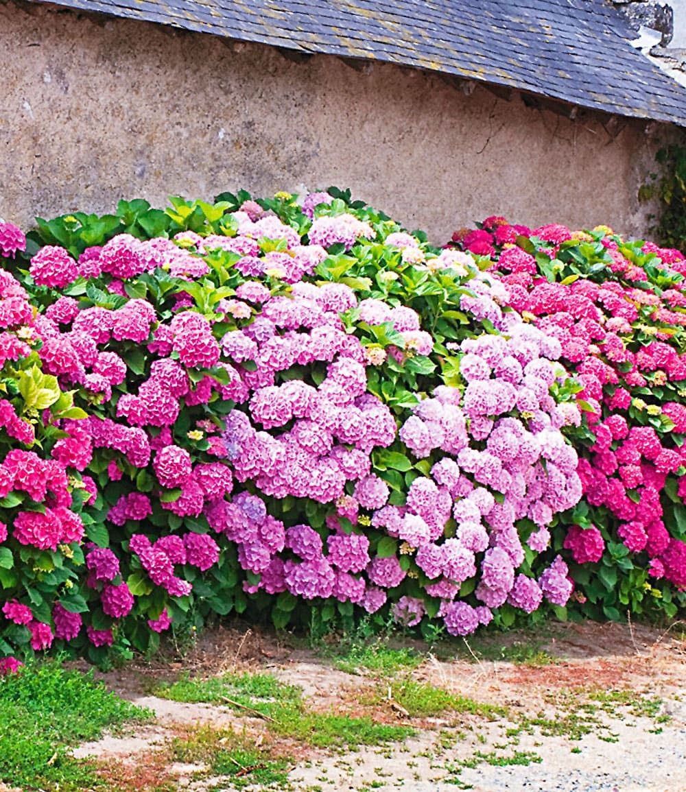 BALDUR Garten Zierstrauch Freiland-Hortensien-Hecke 'Pink-rosé', 3 St., Gartenhortensien,winterhart, mehrjährig, lange Blütezeit