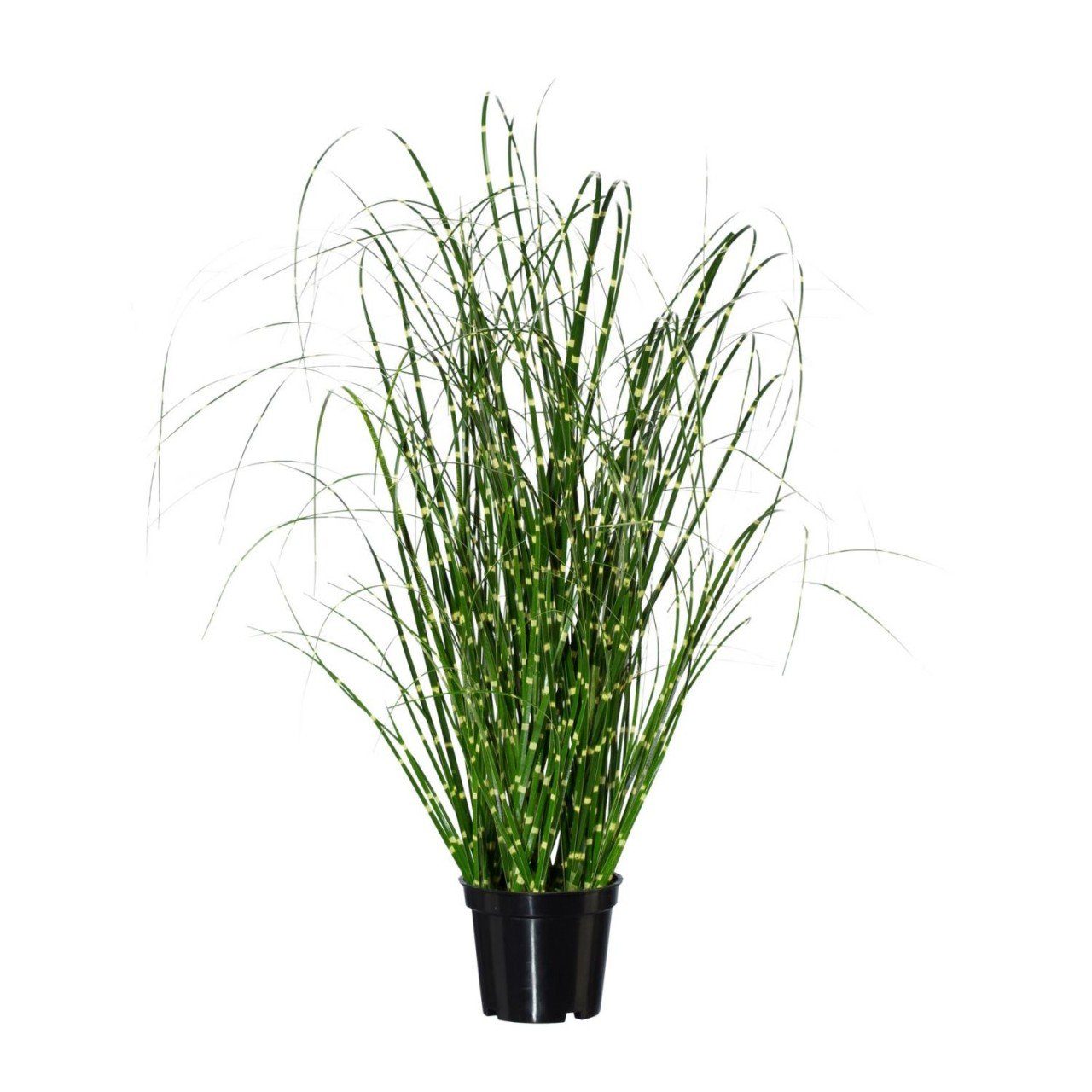 Kunststoff cm, Kunstpflanze, Gasper, Grün H:52cm 52 Höhe