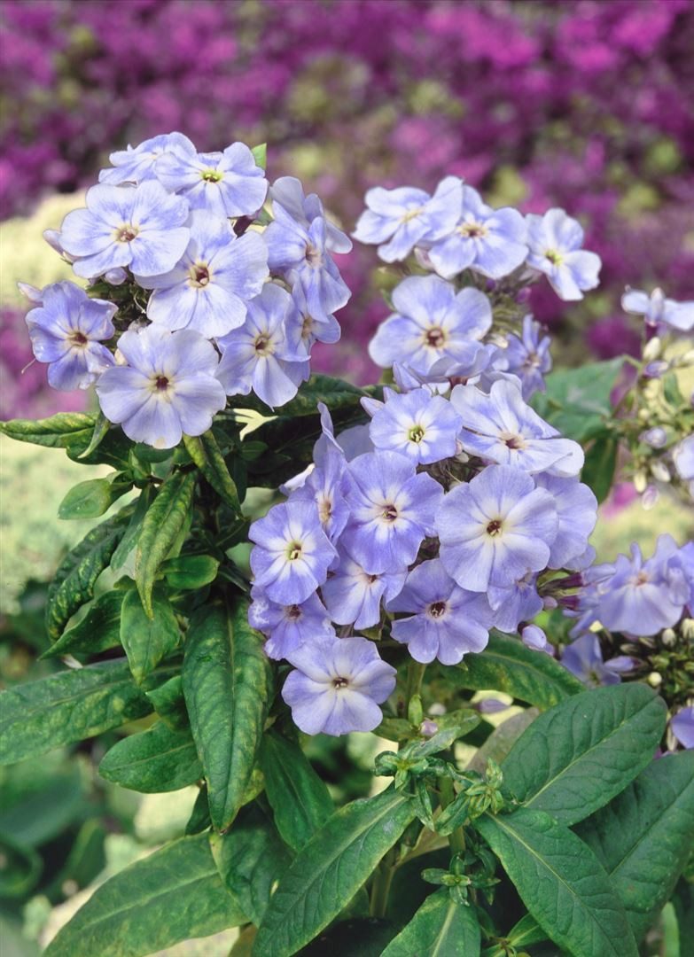 Pflanzen für Dich Staude Phlox pan. Blue Boy, 1 St., Hoher Stauden-Phlox, Flammenblume