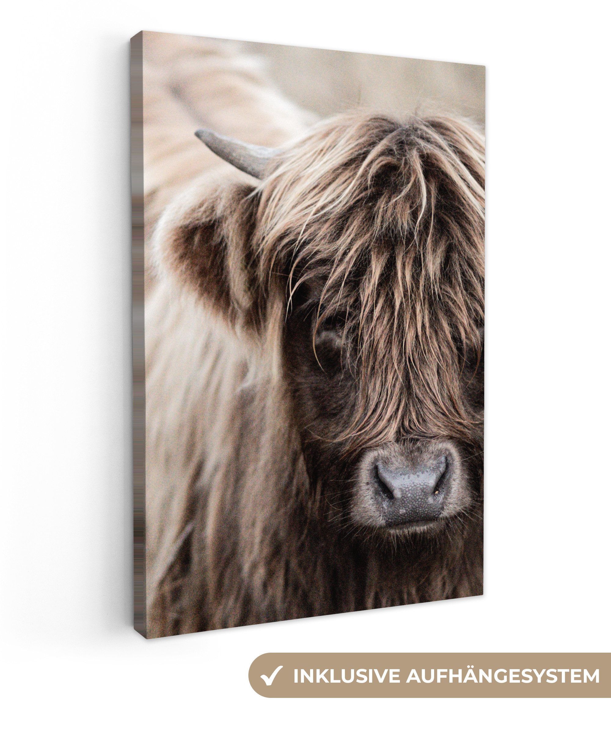 OneMillionCanvasses® Leinwandbild Schottischer Highlander - Tiere günstig online kaufen