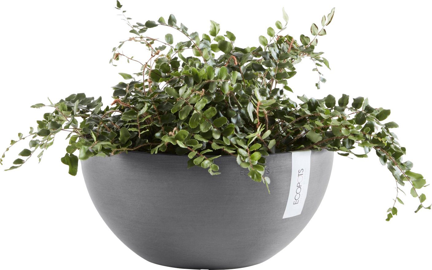 ECOPOTS Blumentopf BRUSSELS Grey, BxTxH: 30x30x14 cm. € 21,95