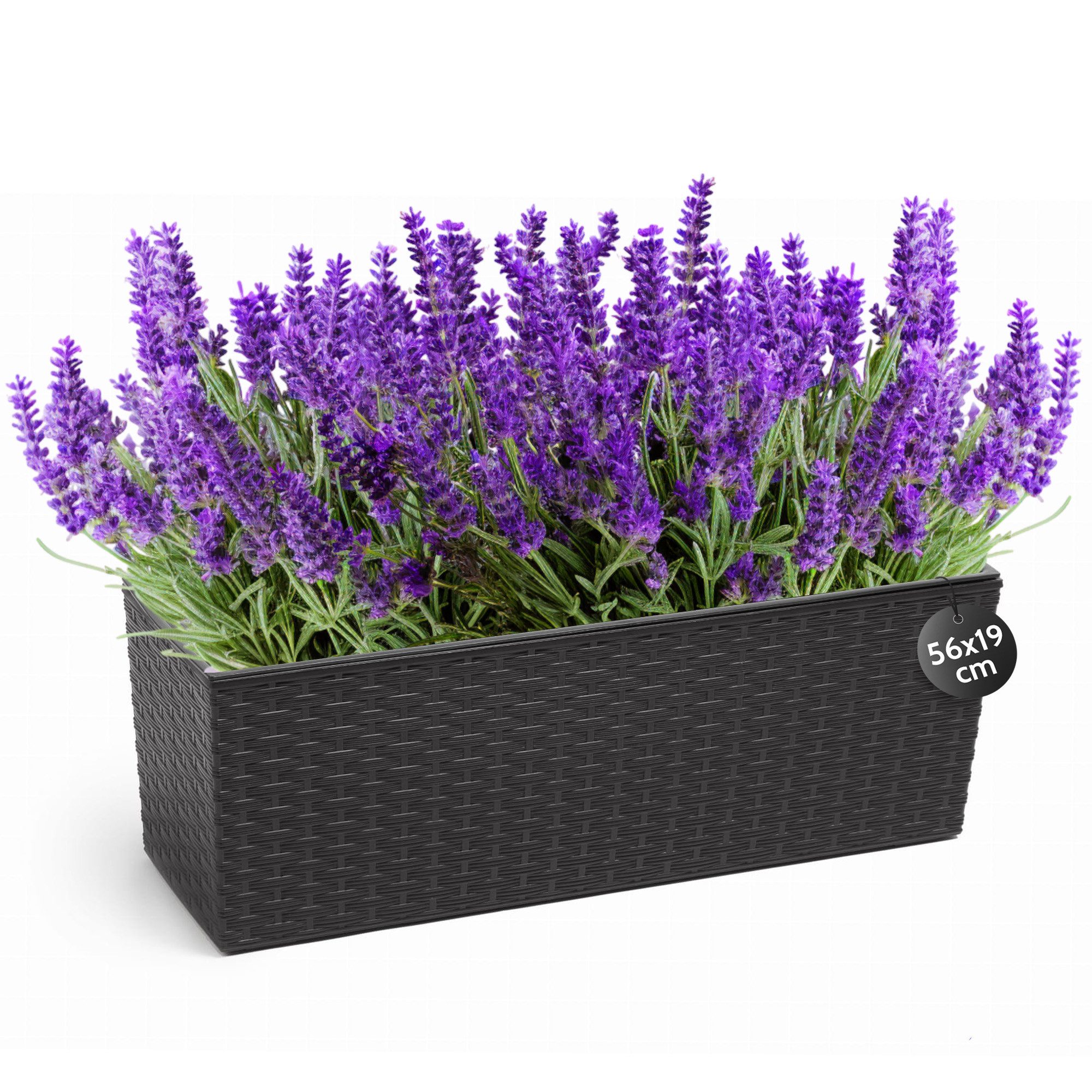 KONZEPT Balkonkasten Hochwertige Blumenkasten Rattan-Optikin, rechteckig 56 x 19 cm, Balkonkasten ideal fur Balkon, Terrasse, Fensterbank