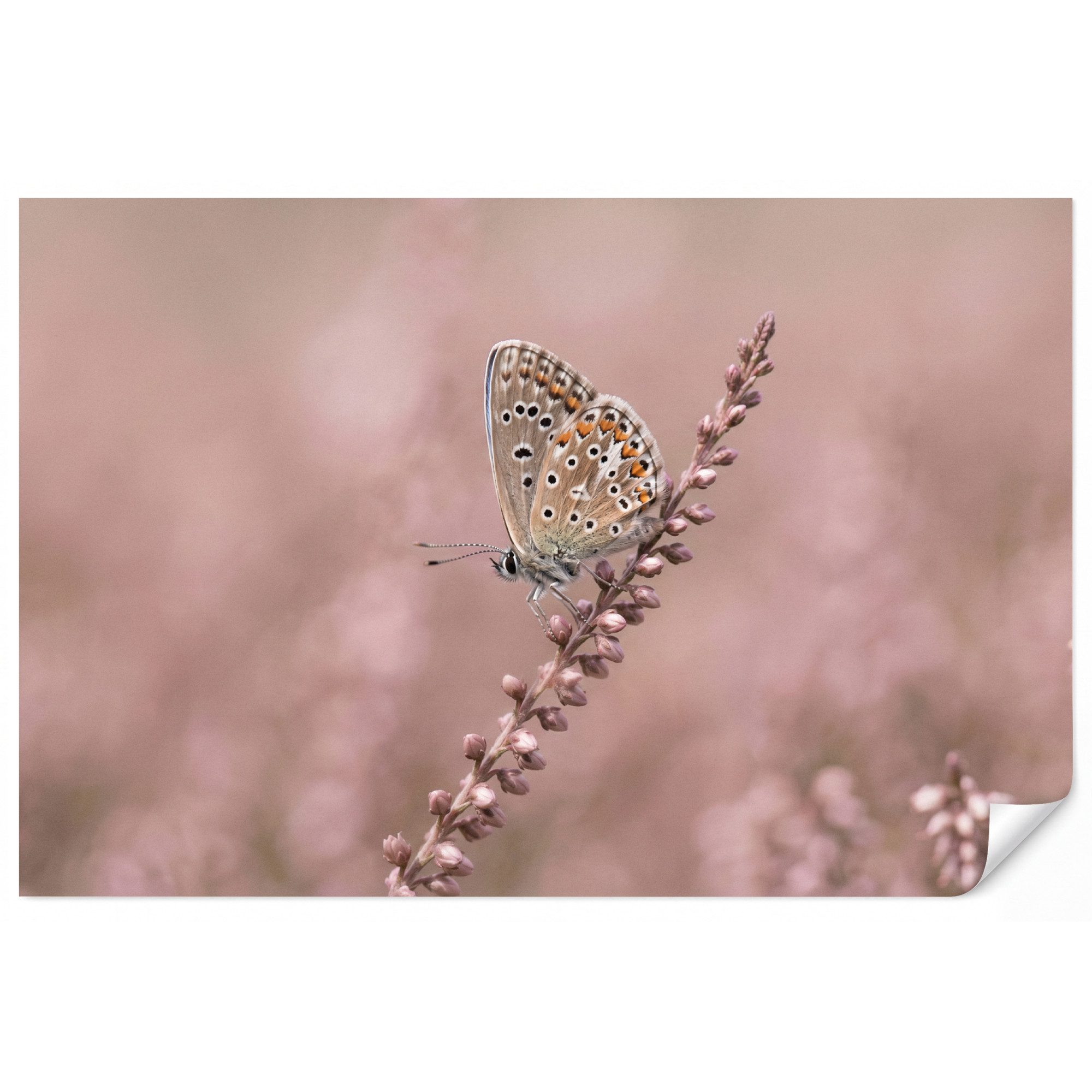 OnlyWow Fototapete Lavendel - Schmetterling - Lila, Matt, bedruckt, Wohnzimmer, Modern, Wanddekoration, Vliestapete 100x70cm