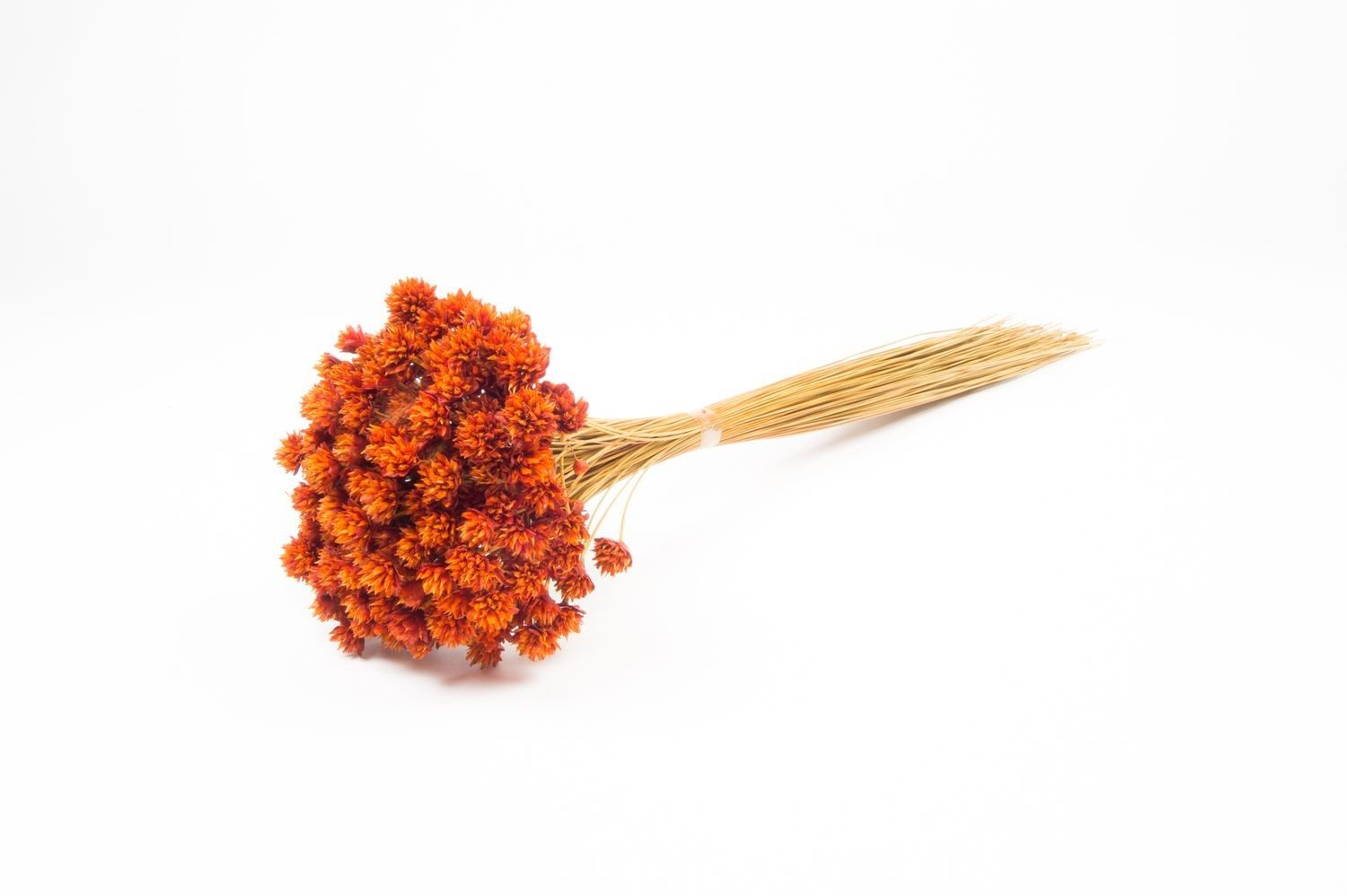 Trockenblume Blumenstrauß getrocknet AVISSA, Brasilianische Hügelblume, orange, 4, INNA-Glas, Höhe 60.0 cm