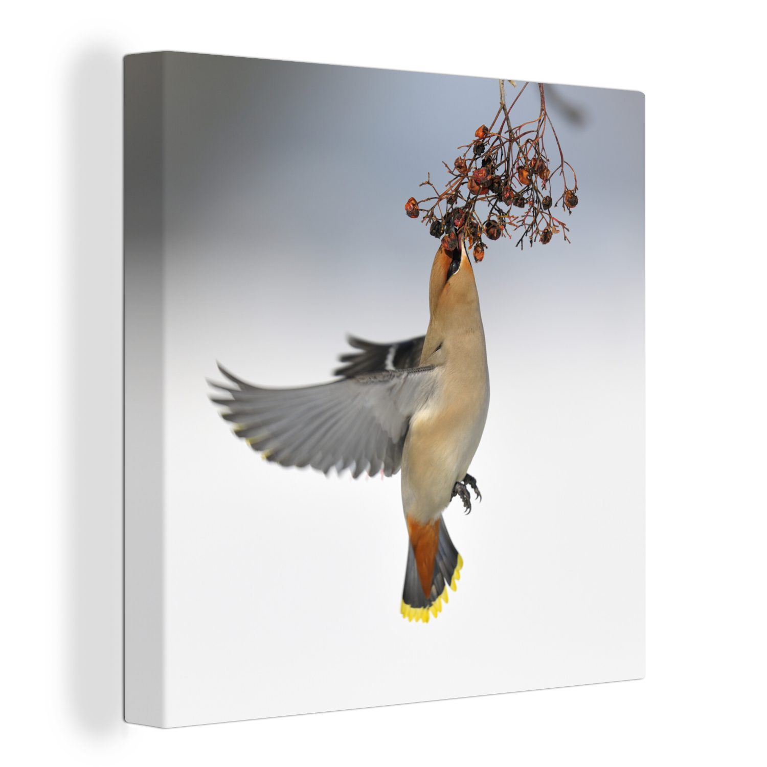 OneMillionCanvasses® Leinwandbild Fliegender Pestvogel frisst Beeren, (1 St), Leinwand Bilder für Wohnzimmer Schlafzimmer