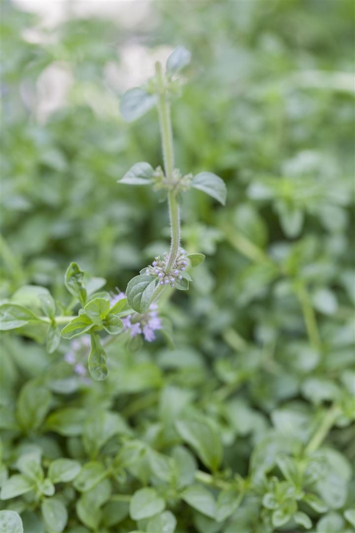 Pflanzen für Dich Staude Mentha pulegium, 1 St., Poleiminze, Flohkraut, Flohminze
