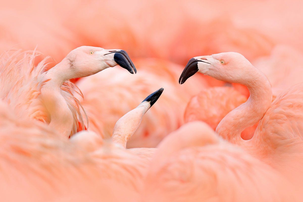 Fototapete Papermoon Flamingos