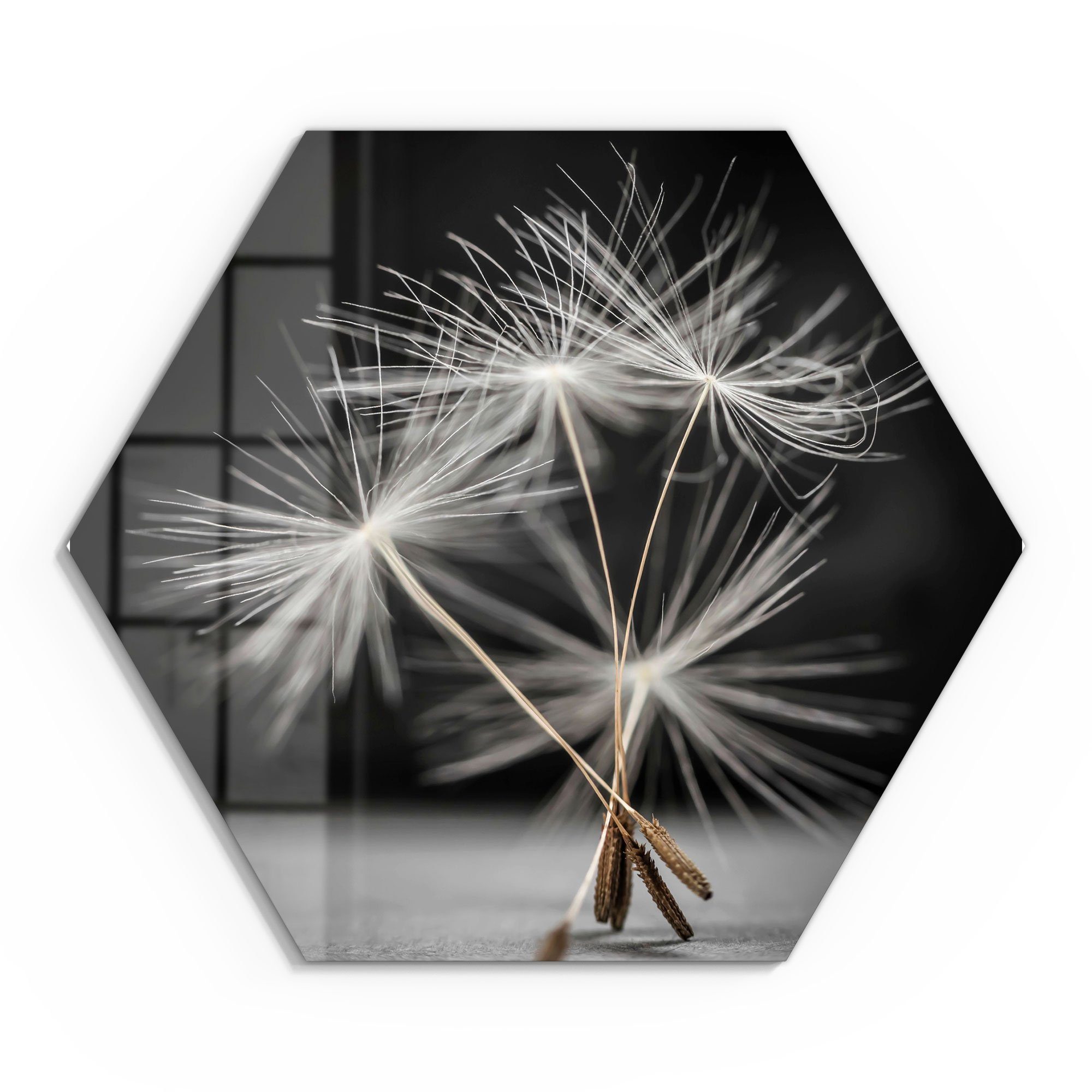 DEQORI Glasbild 'Samen der Pusteblume', 'Samen günstig online kaufen