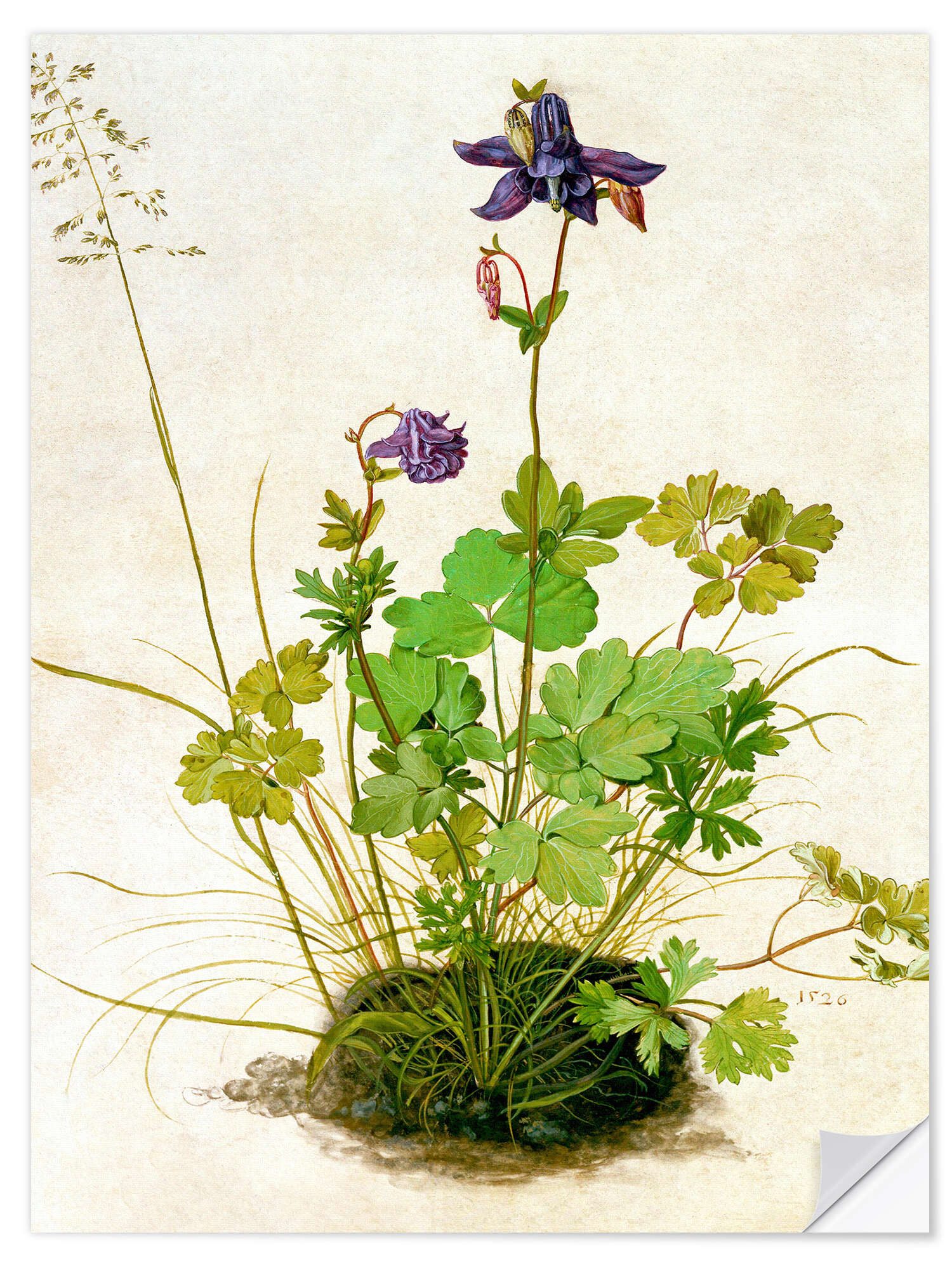 Wandfolie Albrecht Dürer
