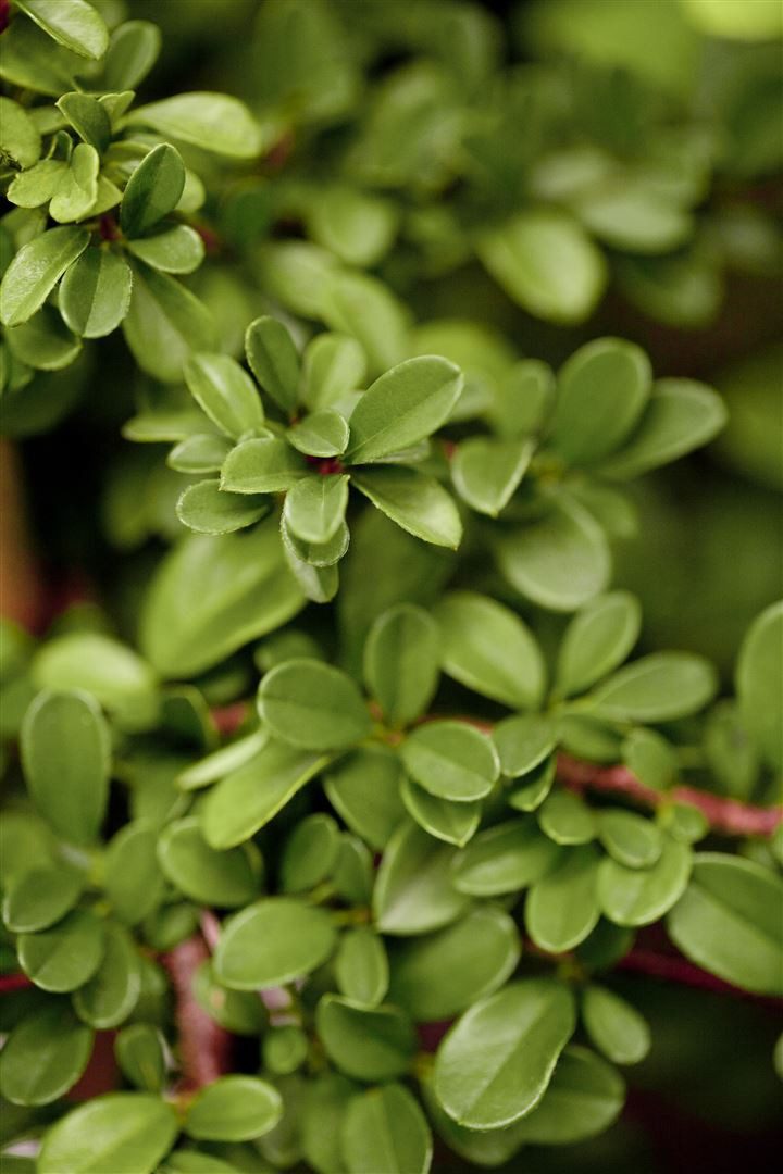 Pflanzen für Dich Bodendecker Cotoneaster dammeri 'Frieders Evergreen', 1 St., Kriechmispel, Teppichmispel, immergrün, bodendecker – Bild 3 von 3
