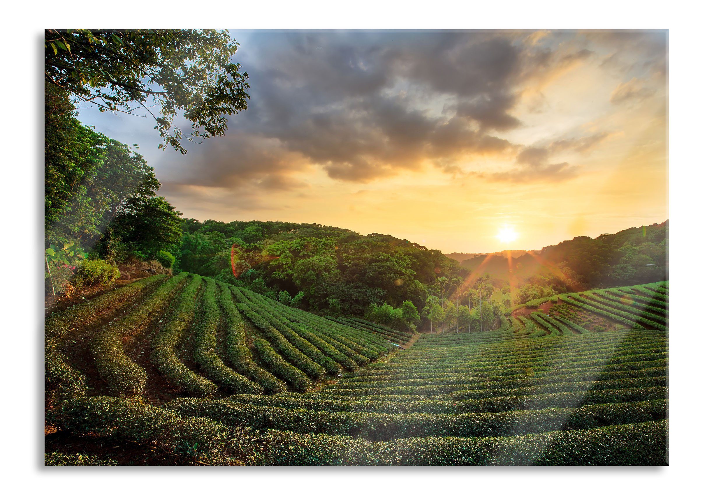 Glasbild Teeplantage bei Sonnenuntergang