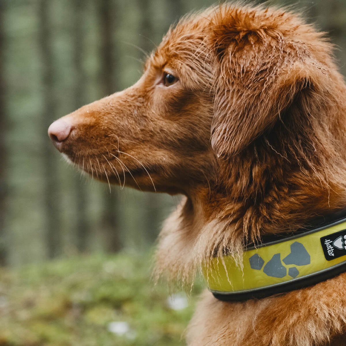 HURTTA Hunde-Halsband Weekend Warrior Halsband neongelb