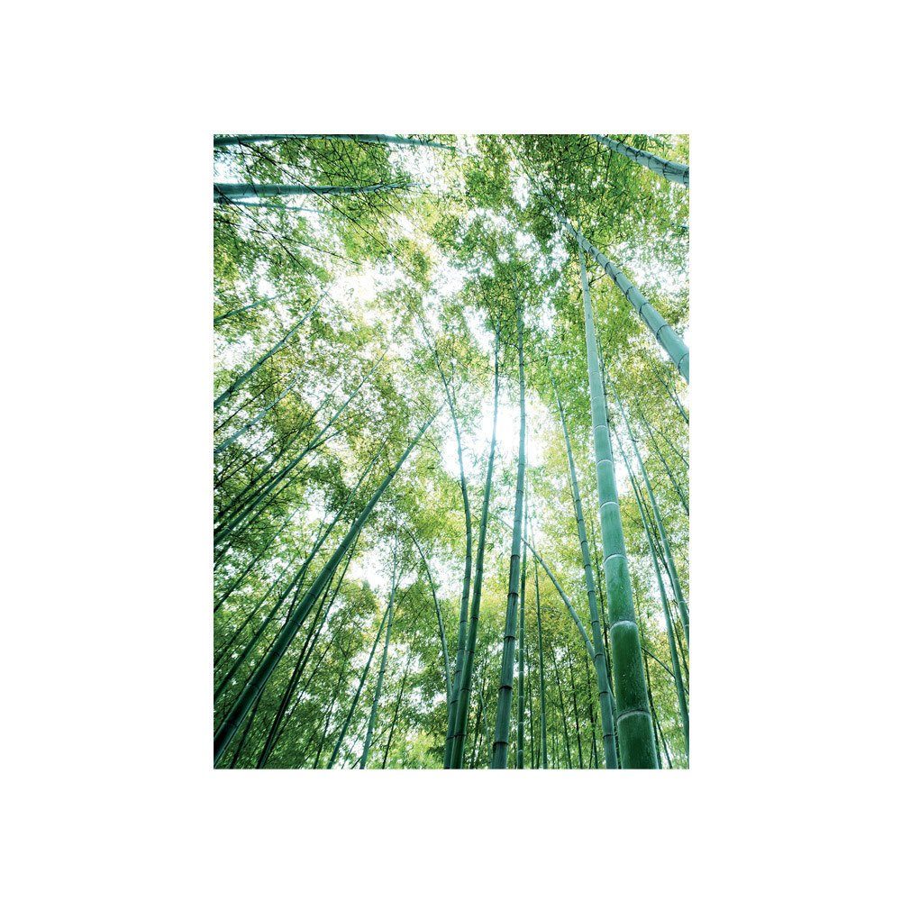 Fototapete liwwing Wald Bäume 410, Wald Natur liwwing grün no. Himmel Bambus Fototapete