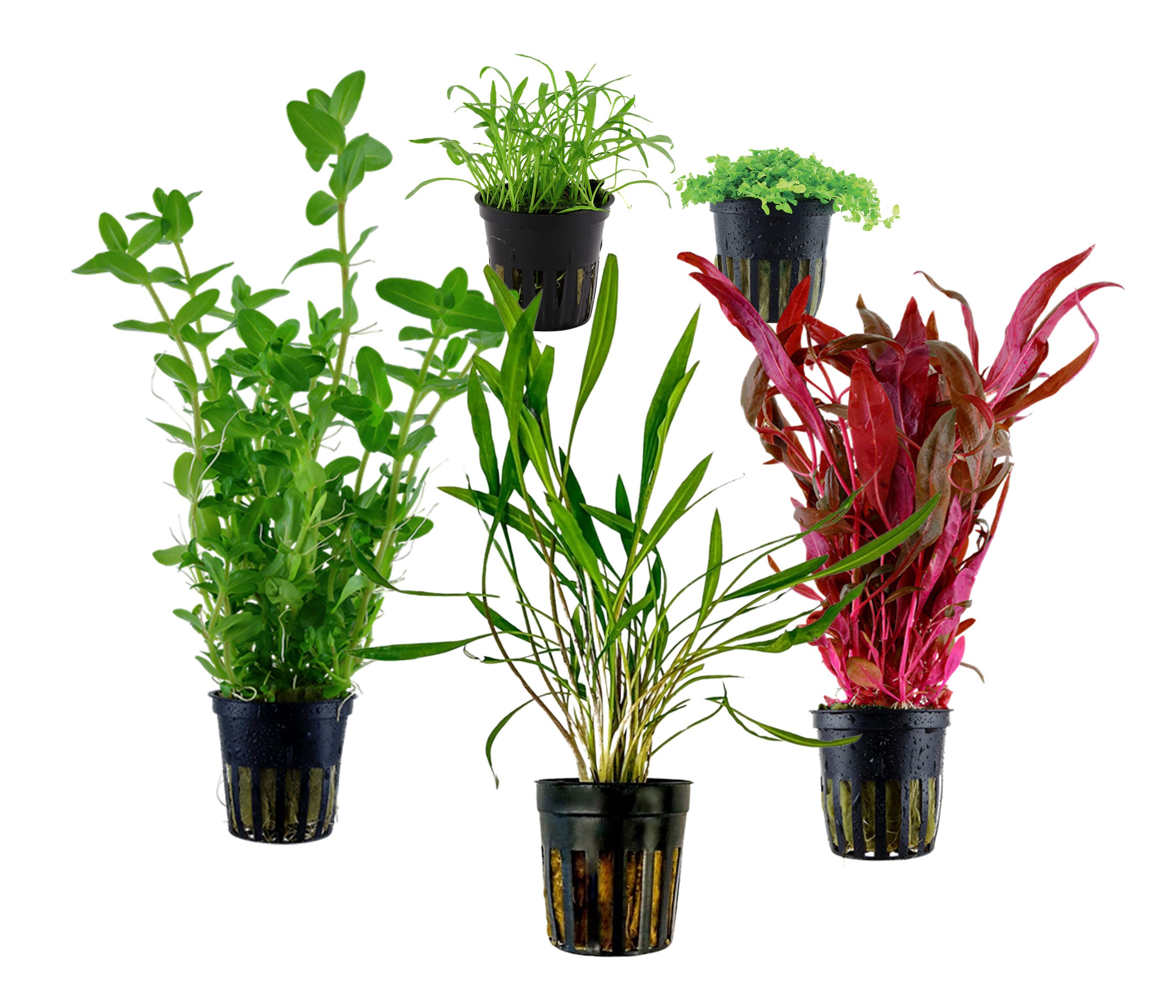 Dehner Wasserpflanze Aquarienpflanzen Set, 5-teilig, Einsteiger 213, je ca. 3-15 cm, robuste Wasserpflanzen für Süßwasser Aquarien