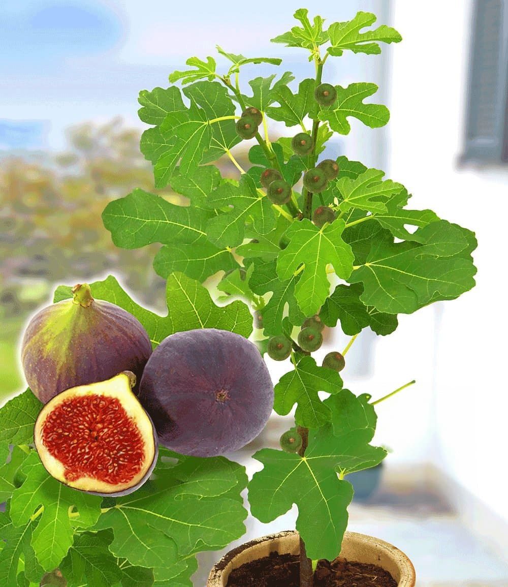 BALDUR Garten Feigenbaum Frucht-Feige 'Rouge de Bordeaux' groß, 1 St., Selbstbefruchtend, winterhart, mehrjährig, pflegeleicht