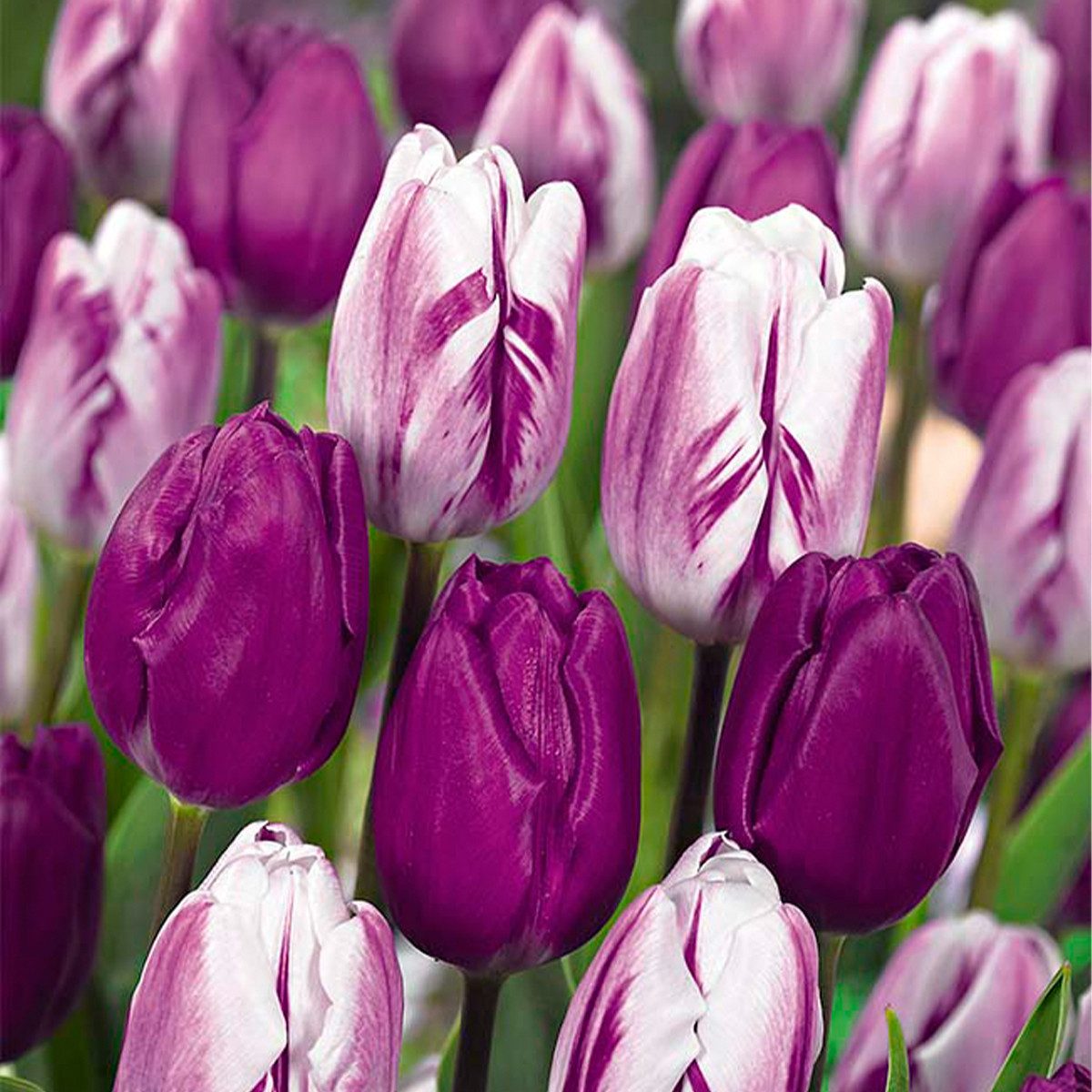Bloomique Blumenzwiebeln 20er-Mix - Tulipa Purple Mix - Lila Mix - Tulpenzwiebeln - Blumenzwieb, (20-St)