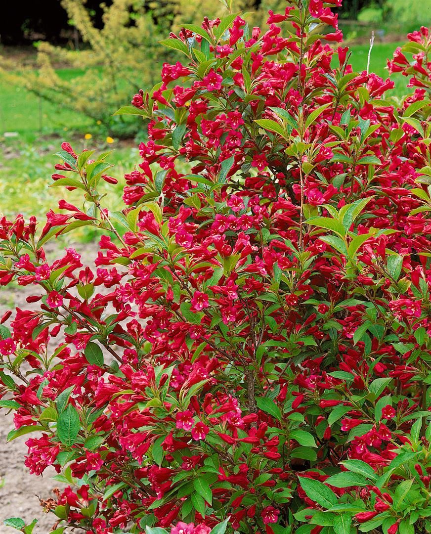 Pflanzen für Dich Hecken Weigela All Summer Red, 1 St., Weigelie, dunkelrot, langblühend