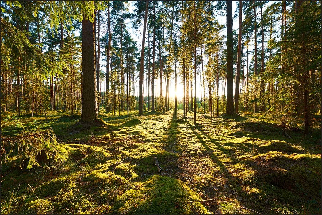 Muralo Fototapete Natur – Fototapete Wandtapete Vlies Wanddeko Wohnzimmer, bedruckt, Wald – Bäume – Grüner Sonnenuntergang, 90 x 60 cm, Vlies
