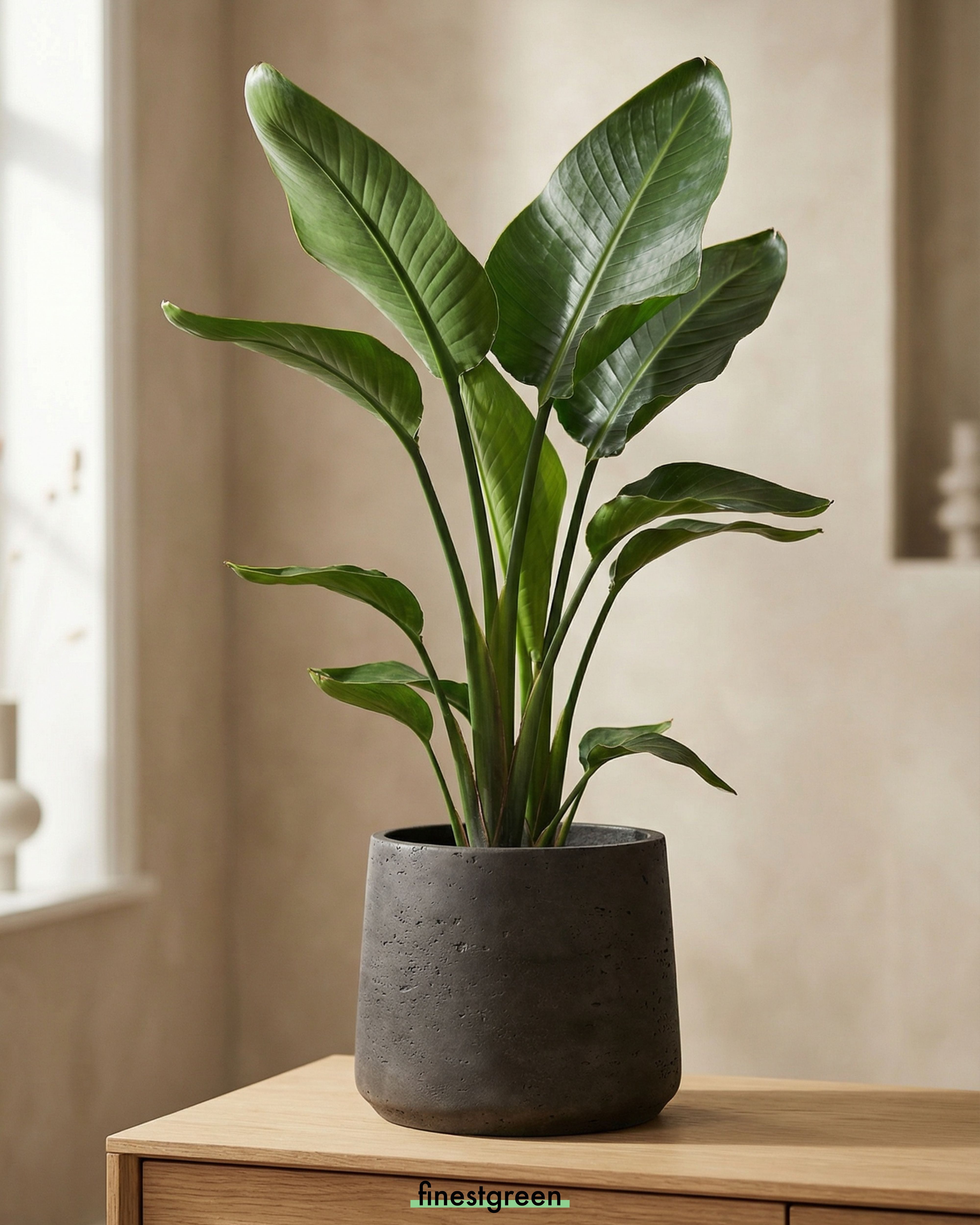finestgreen Pflanzkübel Patt, Fiberclay Pflanzkübel in Beton-Optik für Inne günstig online kaufen