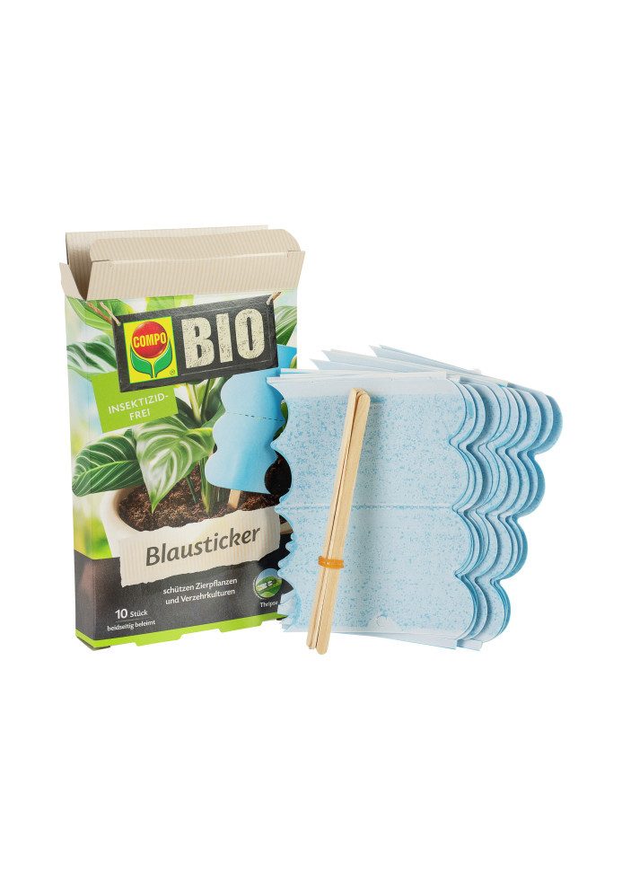 Compo Insektenvernichter Compo Bio Blausticker gegen Thripse 10 Stück – Bild 3 von 4