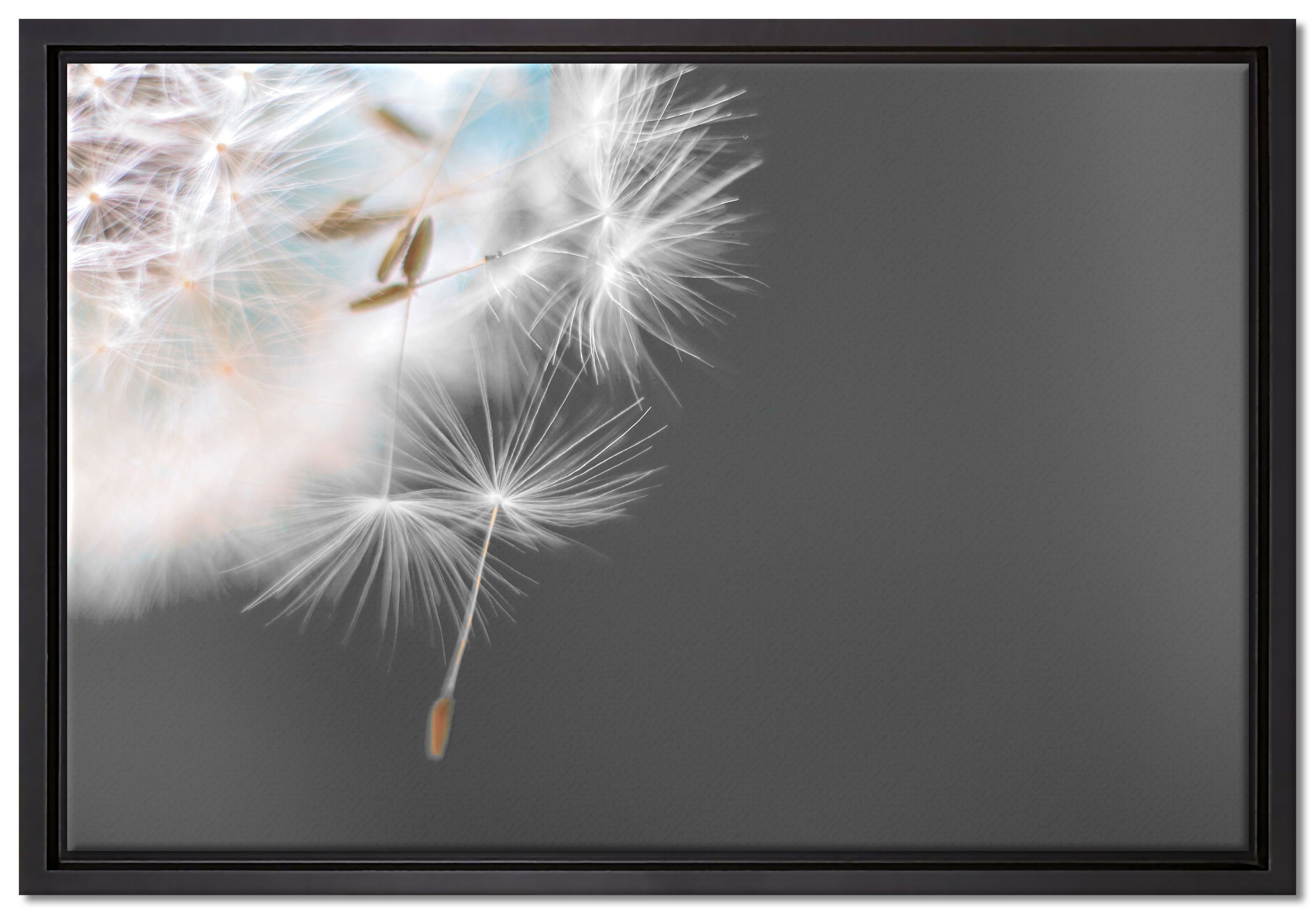 Pixxprint Leinwandbild hübsche Pusteblume, Wanddekoration (1 St), Leinwandbild fertig bespannt, in einem Schattenfugen-Bilderrahmen gefasst, inkl. Zackenaufhänger