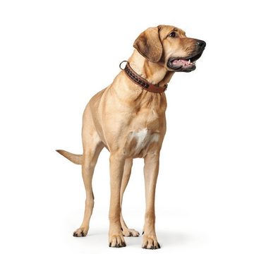 Hunter Tierbedarf Hunde-Halsband El Paso, Leder