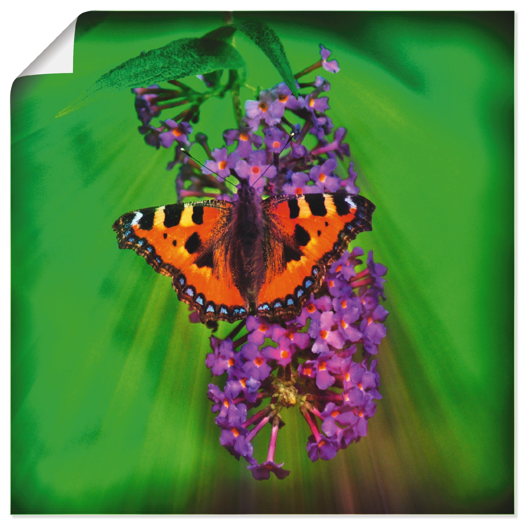 Artland Wandbild »Kleiner Fuchs im Sonnenstrahl«, Insekten (1 Stück), in vielen Größen & Produktarten - Alubild / Outdoorbild für den Außenbereich, Leinwandbild, Poster, Wandaufkleber / Wandtattoo auch für Badezimmer geeignet-Otto