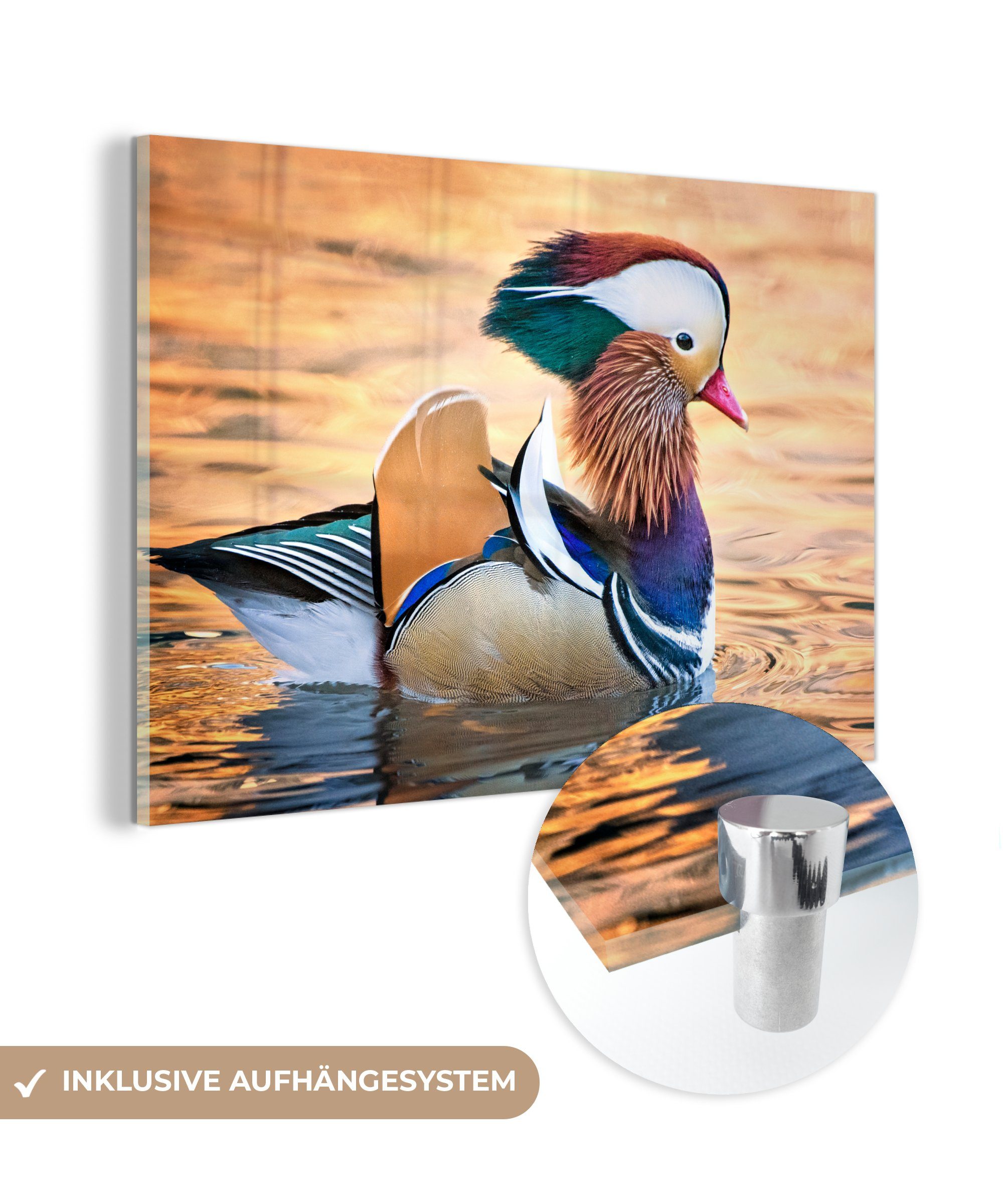 MuchoWow Acrylglasbild Ente - Wasser - Tier, (1 St), Acrylglasbilder Wohnzimmer & Schlafzimmer