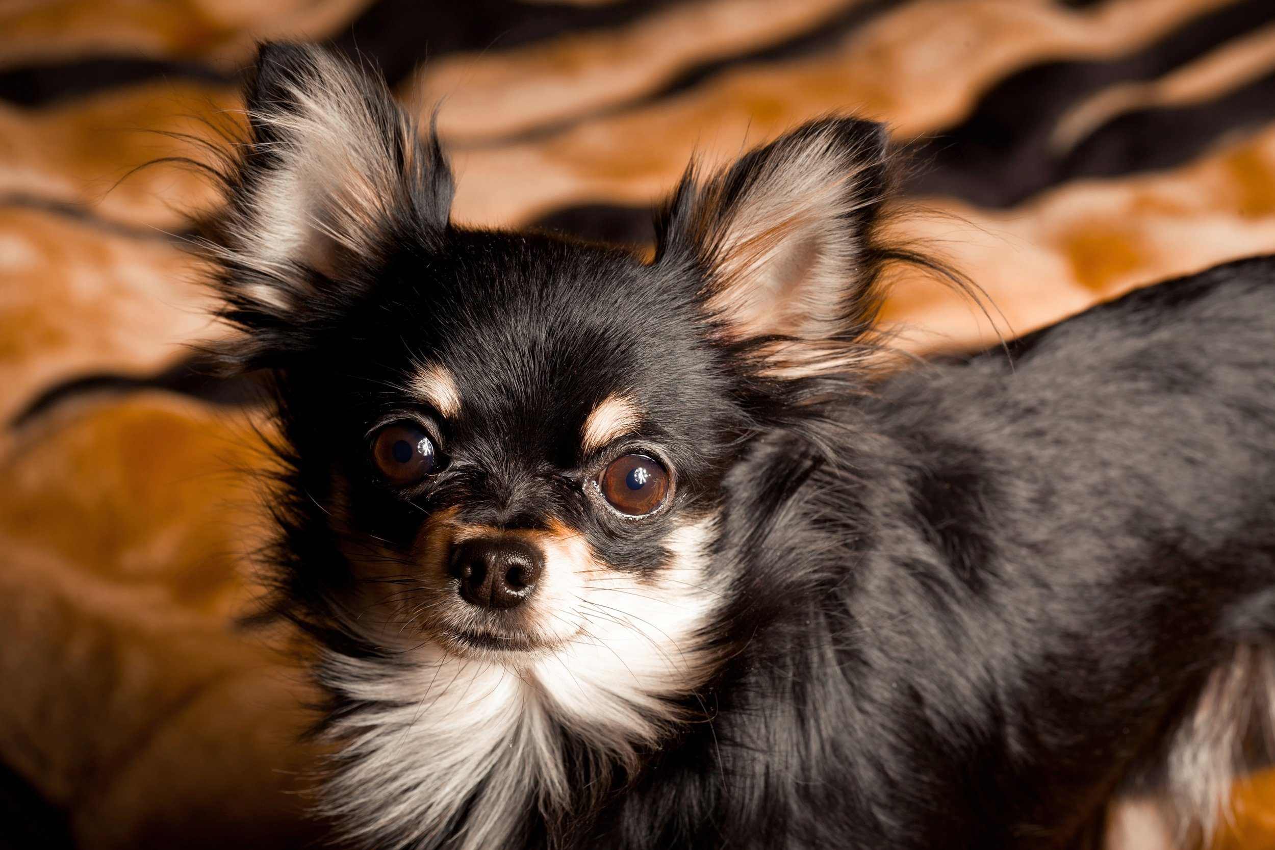 Papermoon Fototapete CHIHUAHUA-HUND TIER LANGHAAR MEXICO NATUR WELPE