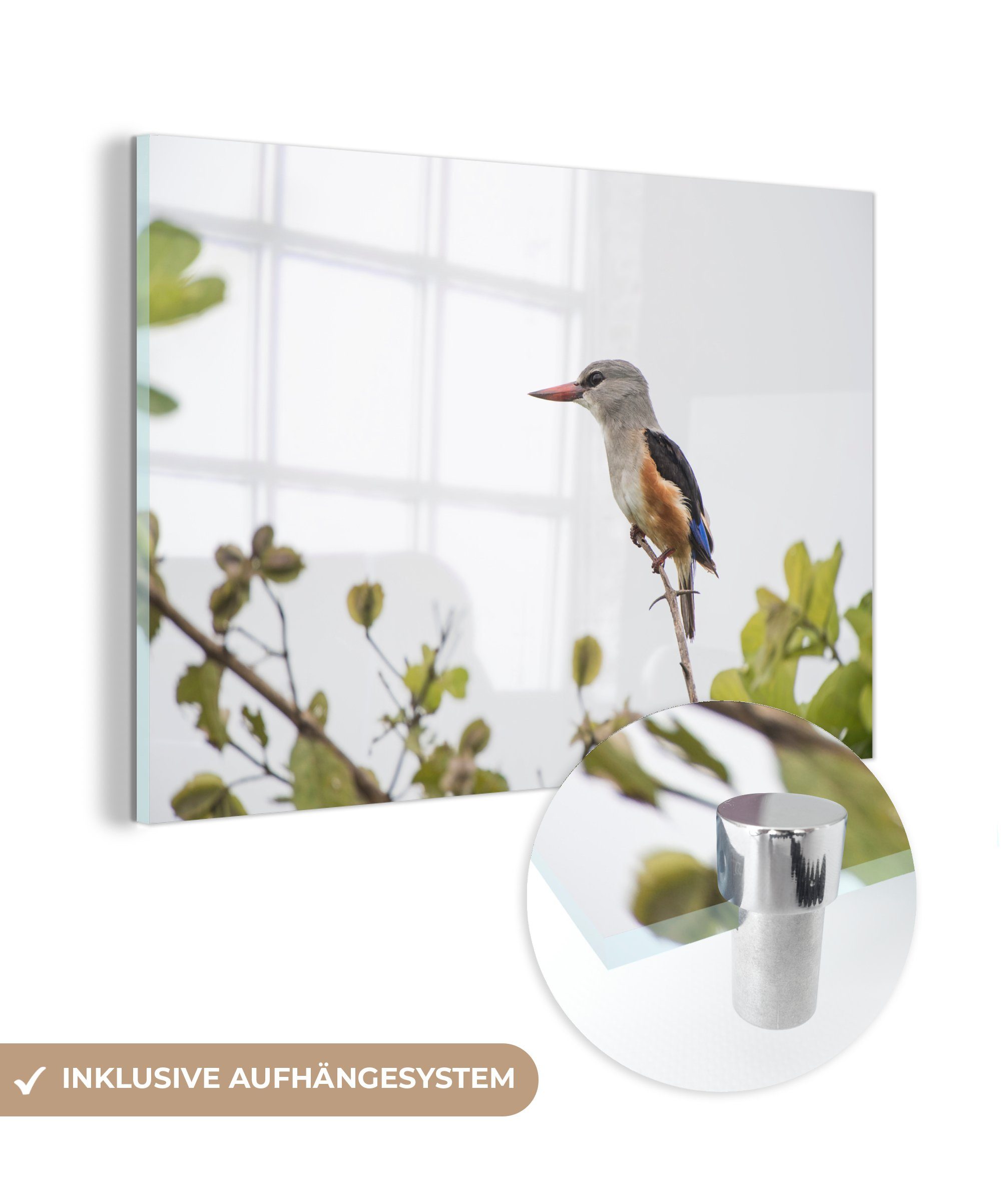 Sonne Die Acrylglasbilder Schlafzimmer St), & Graukopf-Eisvogel, einen beleuchtet Acrylglasbild schönen MuchoWow Wohnzimmer (1