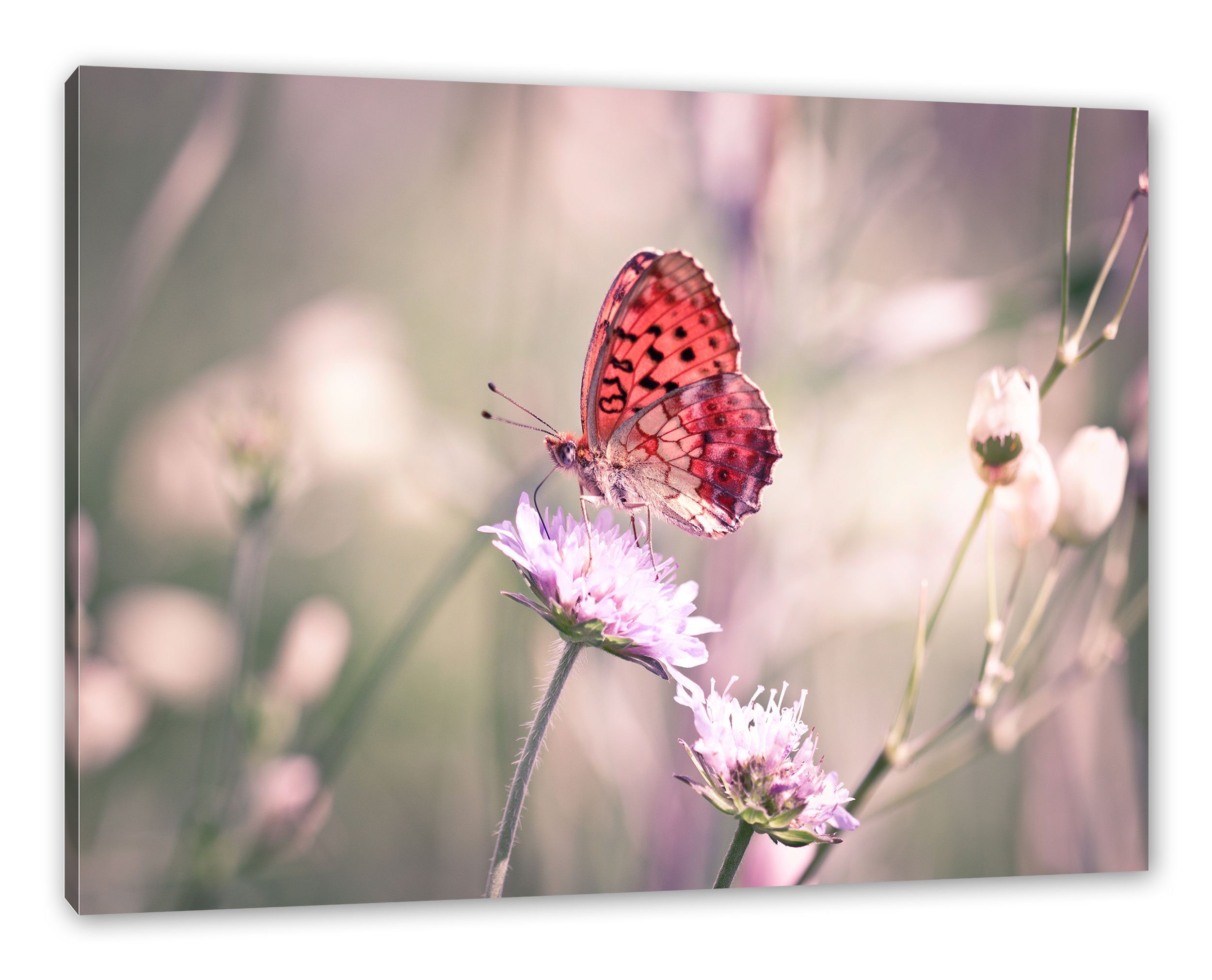 Schmetterling, inkl. fertig bespannt, Schmetterling (1 St), Leinwandbild Pixxprint Leinwandbild Bezaubernder Bezaubernder Zackenaufhänger