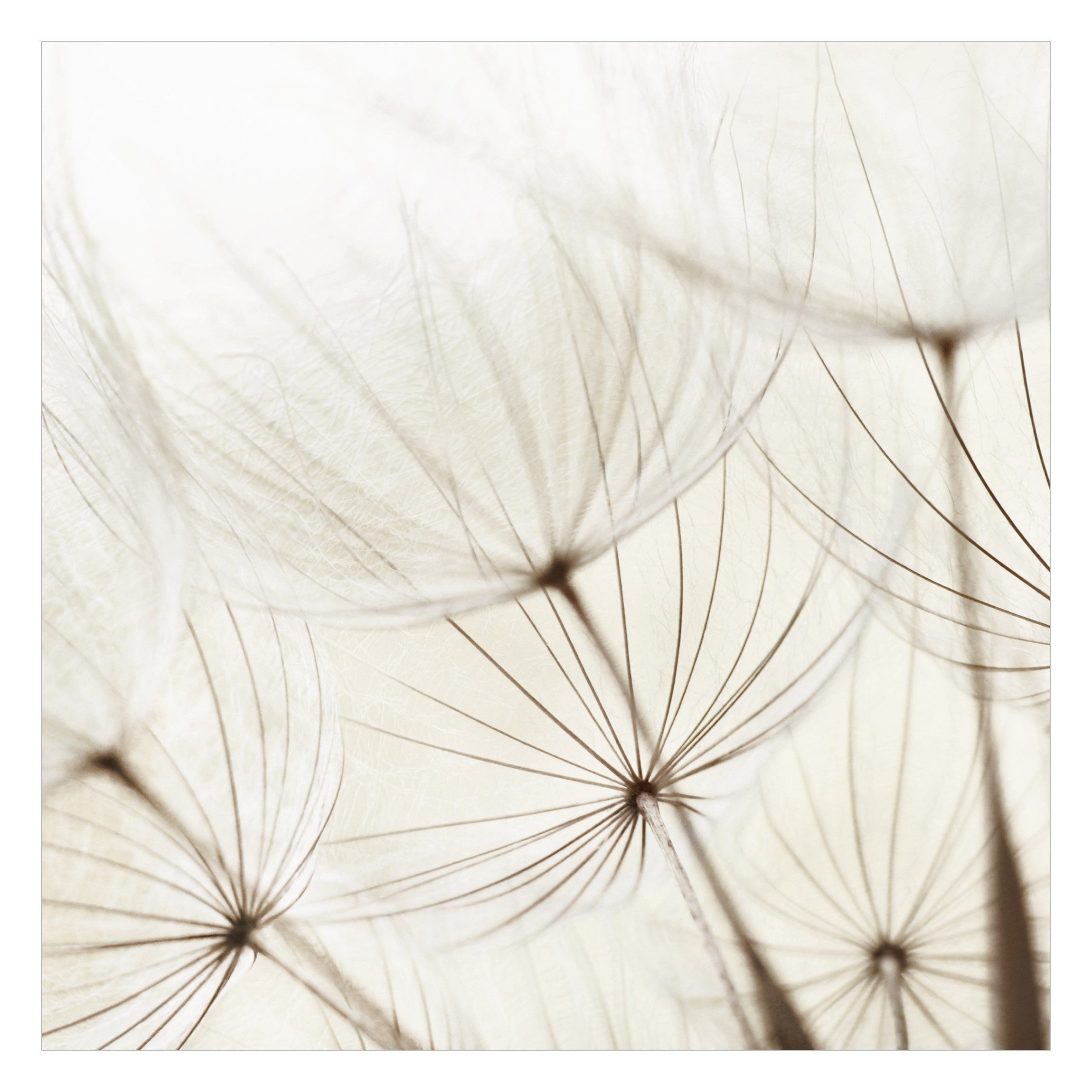 Bilderdepot24 Fototapete Blumen Sanfte Gräser Blumentapete günstig online kaufen