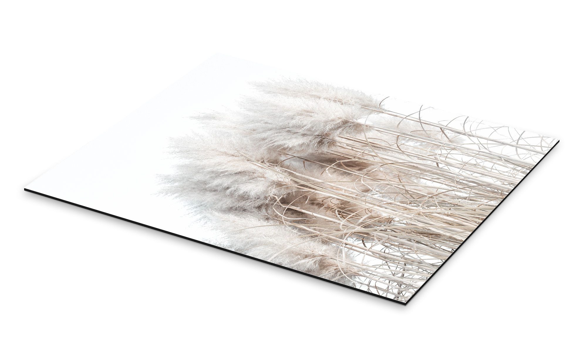 Posterlounge Wandbild Pampasgras I, Magda Izzard, günstig online kaufen