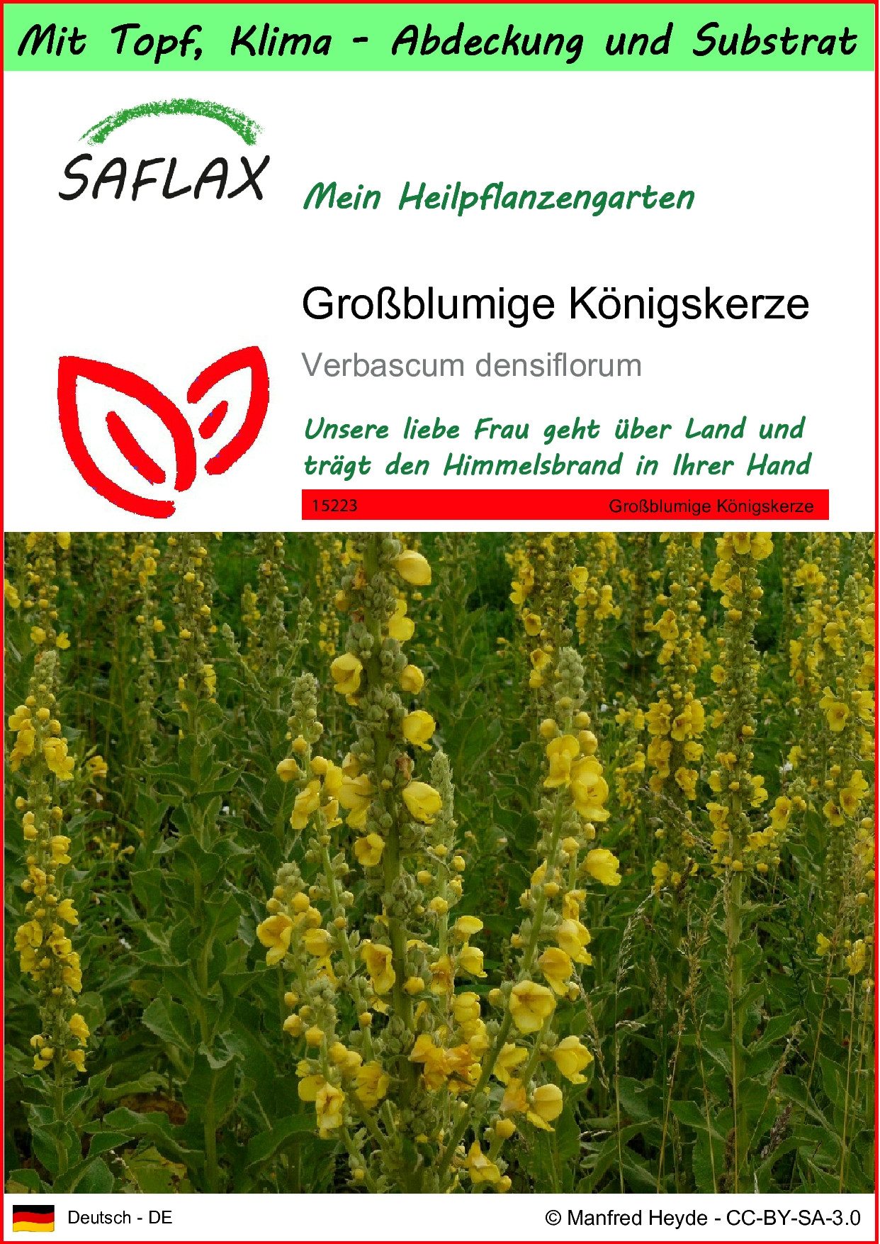 SAFLAX Blumensamen SAFLAX - Garden to go - Großblumige Königskerze