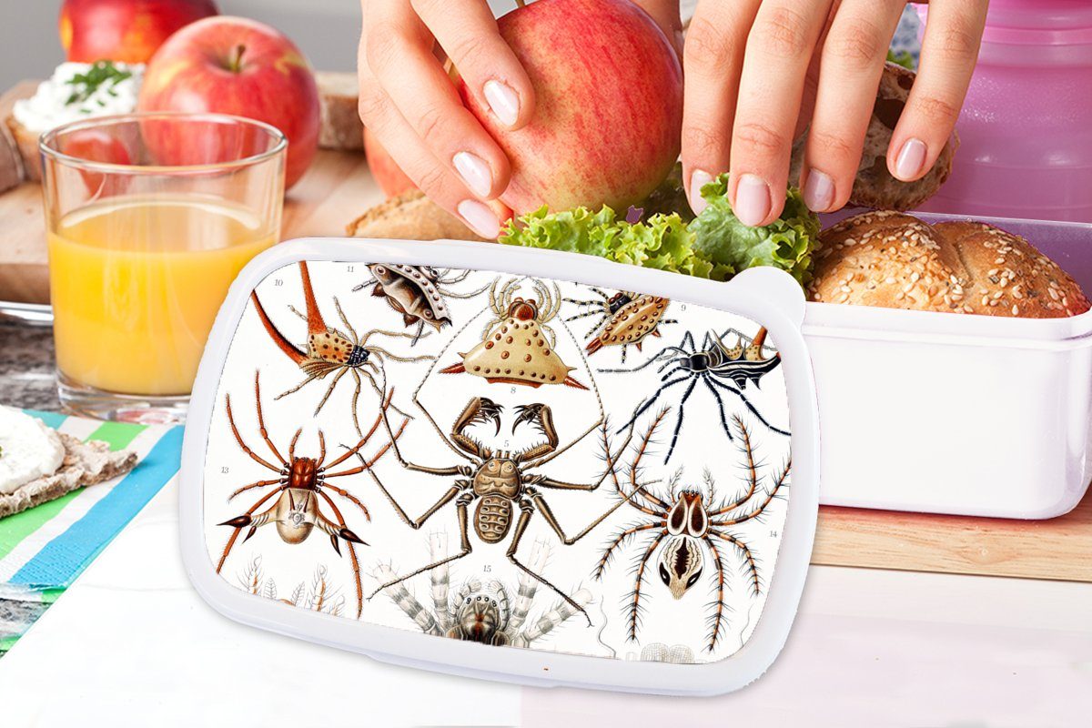 - Retro und Brotbox und Lunchbox Jungs - für weiß Erwachsene, Ernst - MuchoWow für Kunststoff, Haeckel Spinnen, Mädchen Brotdose, (2-tlg), Spinne Kinder